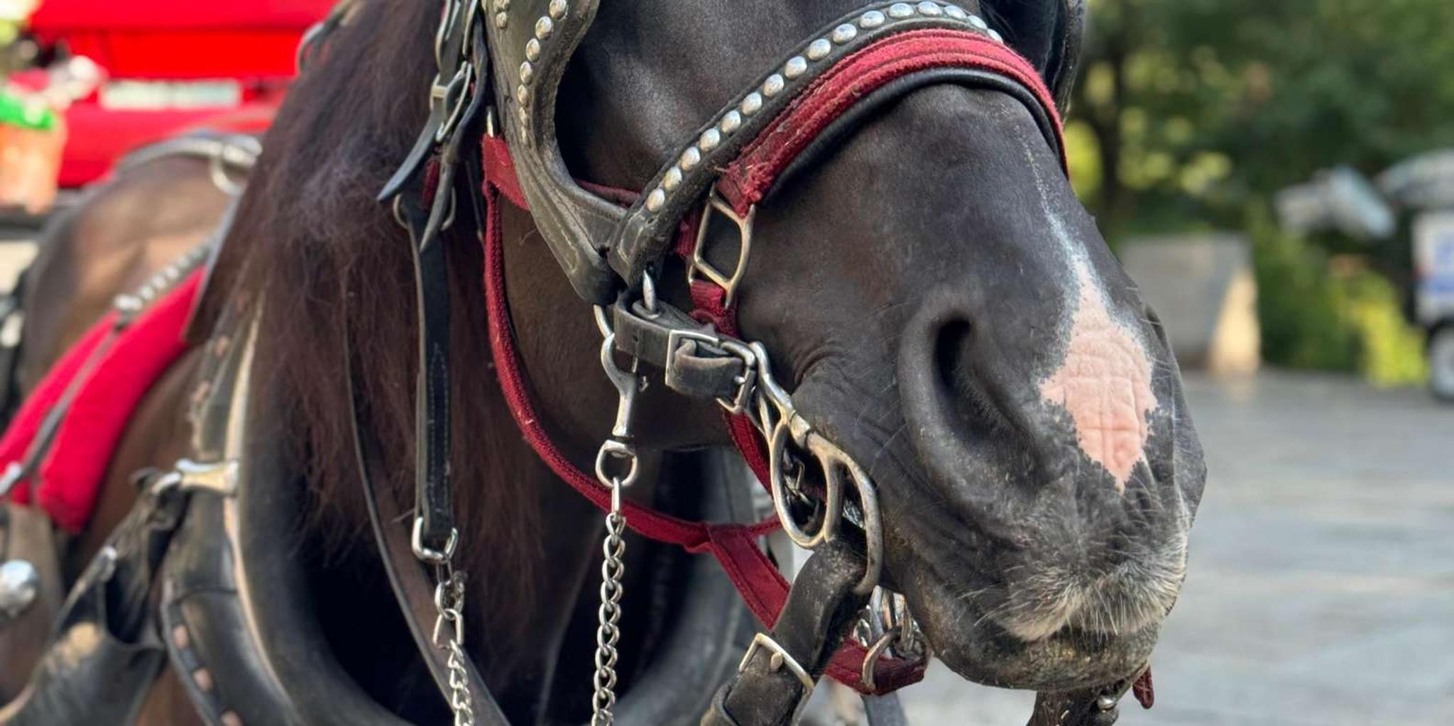 New York City Central Park Horse-Drawn Carriage Tour - Image 2