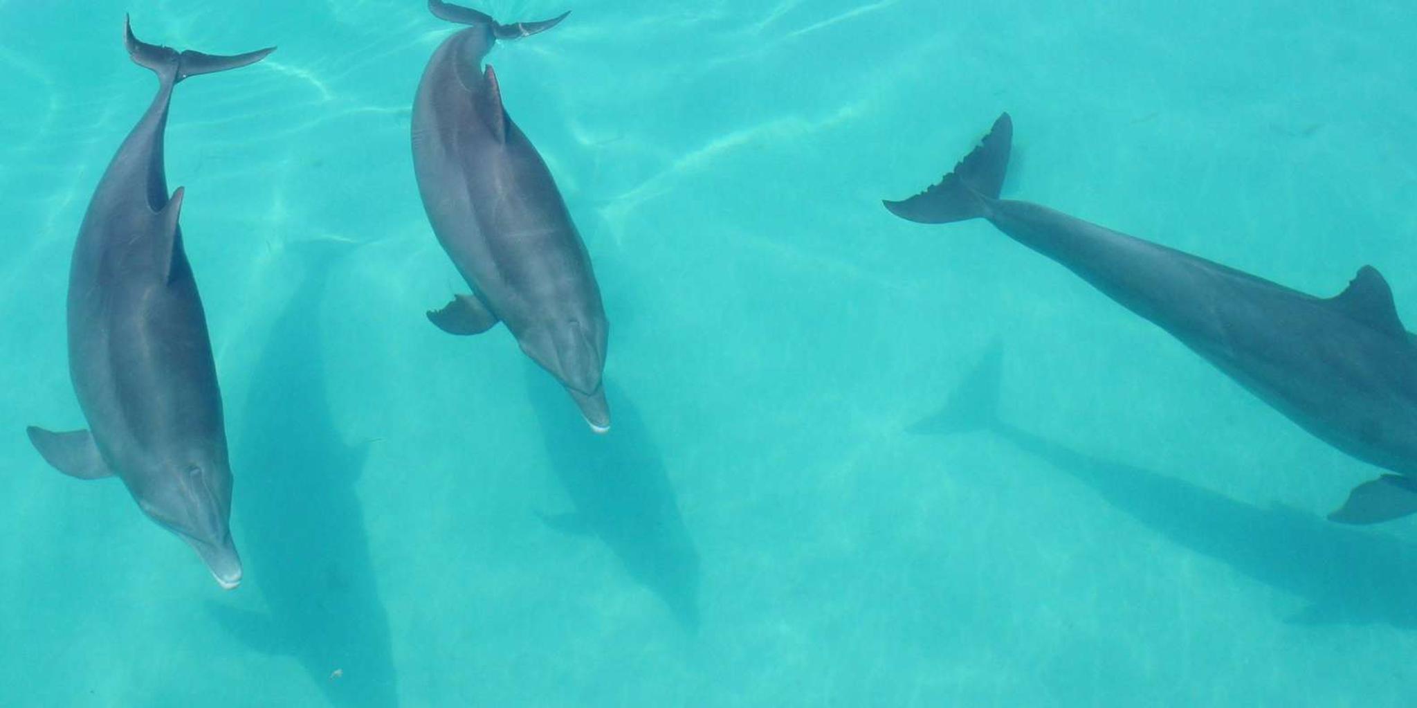 Key West Dolphin Watch and Sunset Sail - Image 3