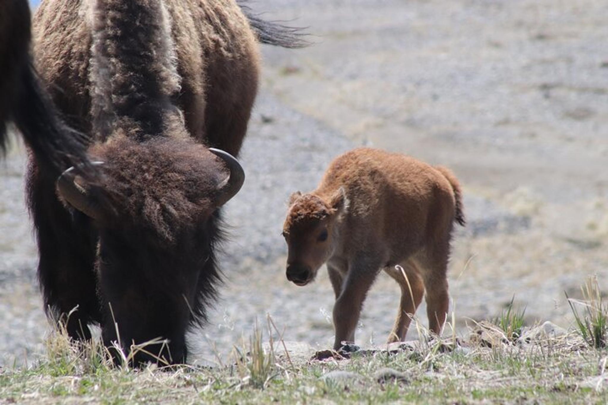 Yellowstone National Park Tour with Lunch - Image 4
