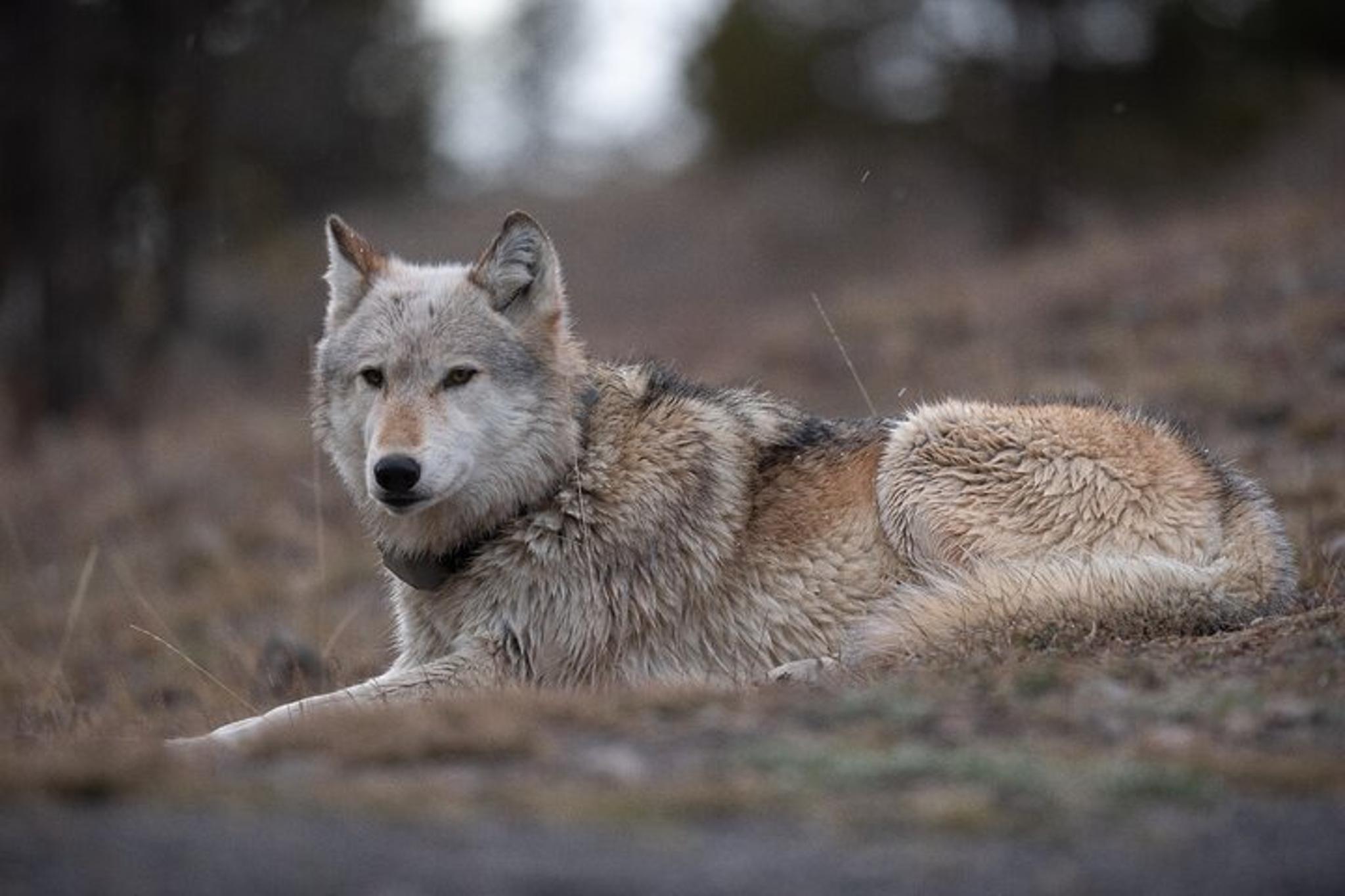 Yellowstone National Park Wildlife Tour - Image 4