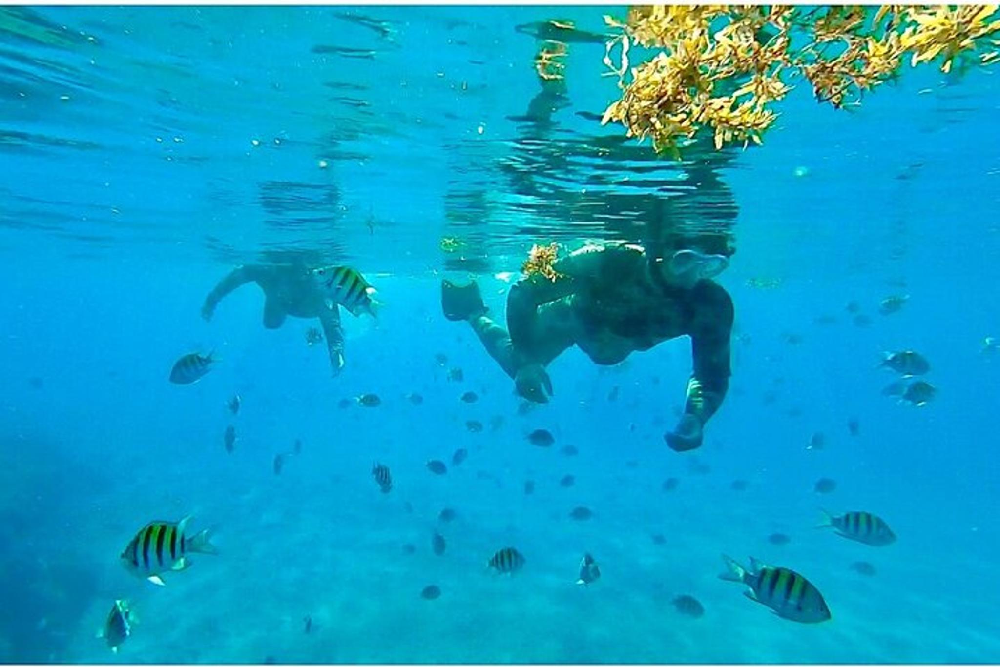 Phil Foster Park Snorkel Tour 2.5 Hr - Image 3