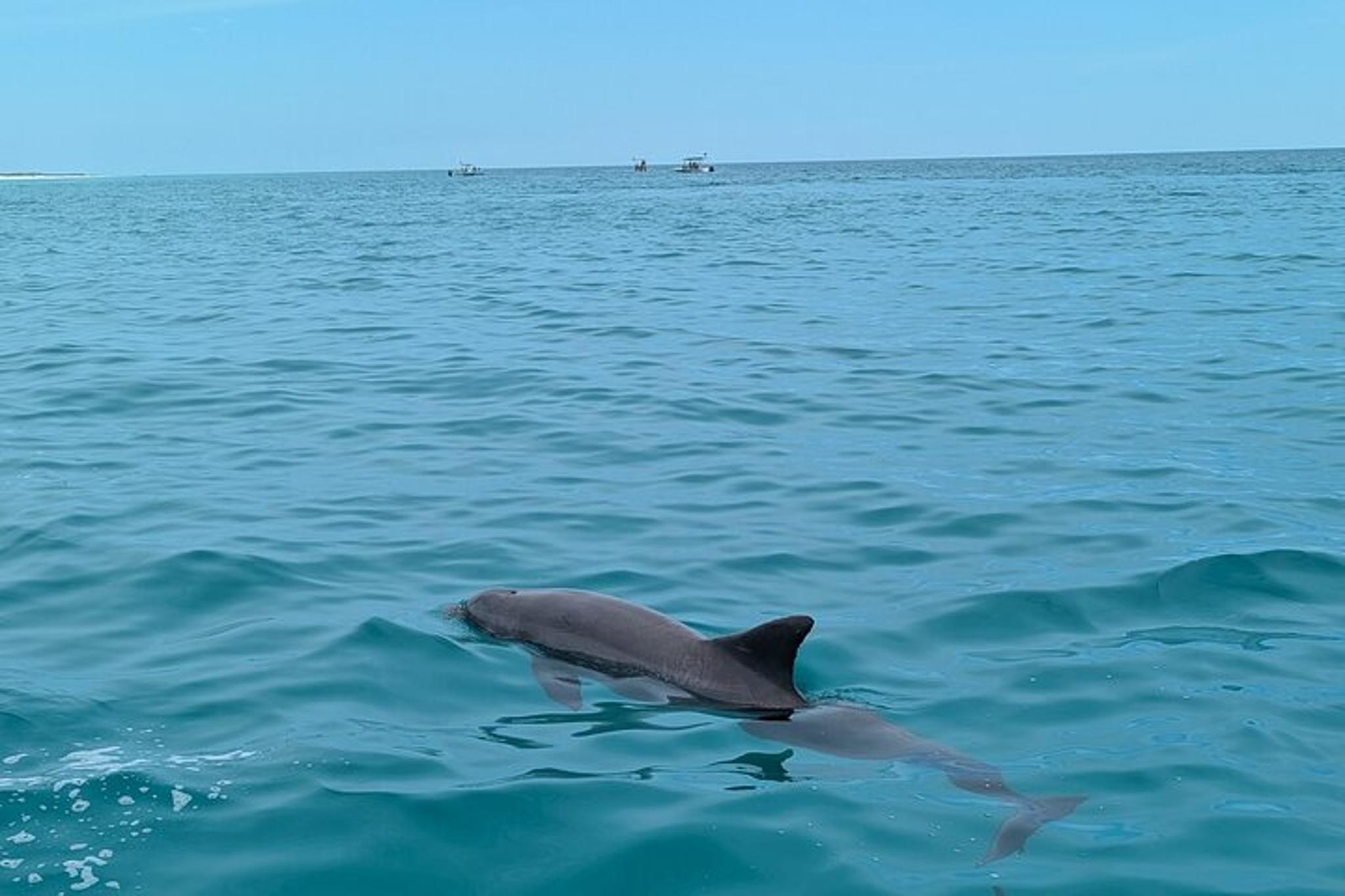 Panama City Beach Dolphin Tour - Image 6