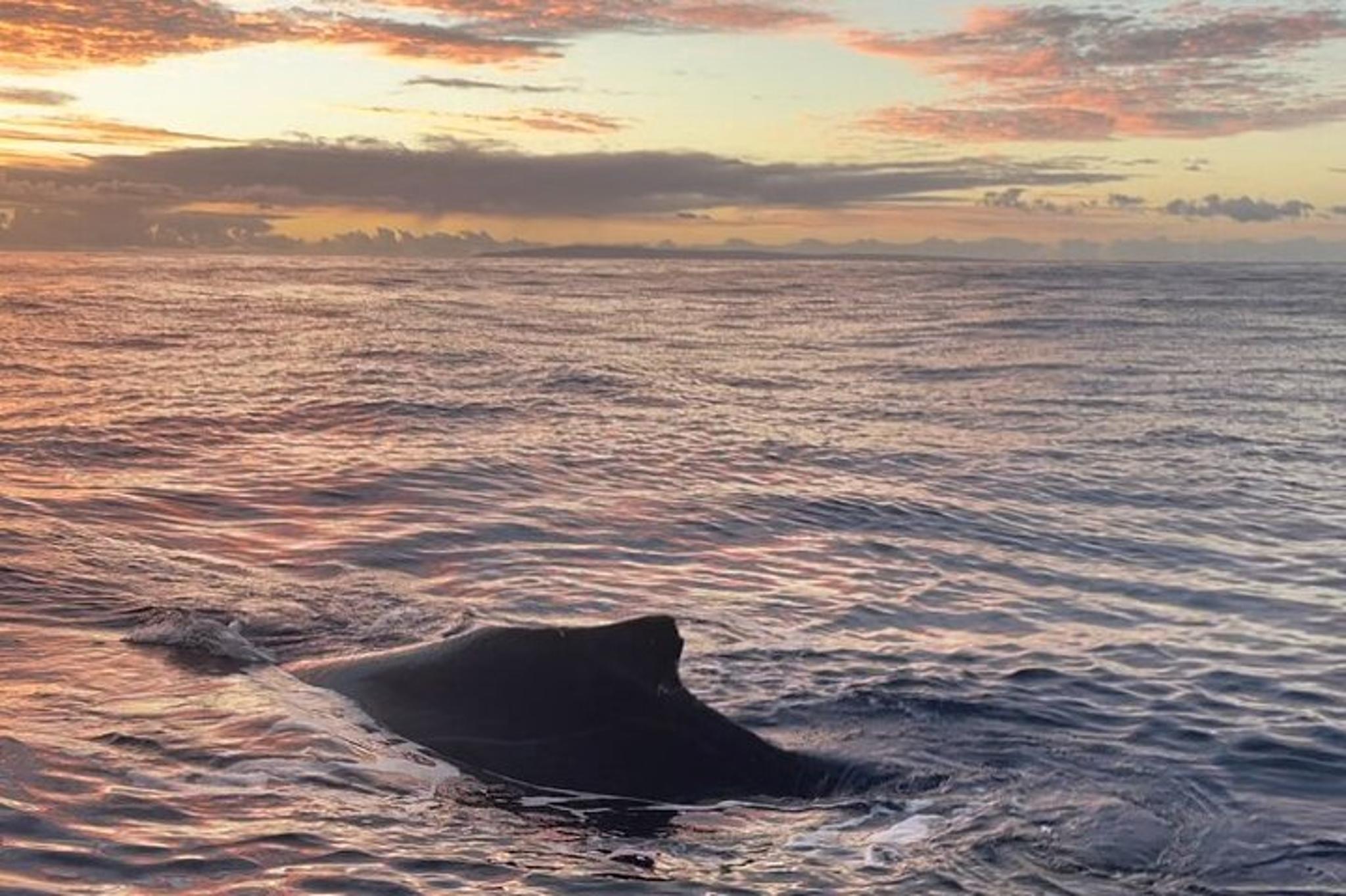 Maui Kayak Whale Watching Tour - Image 6