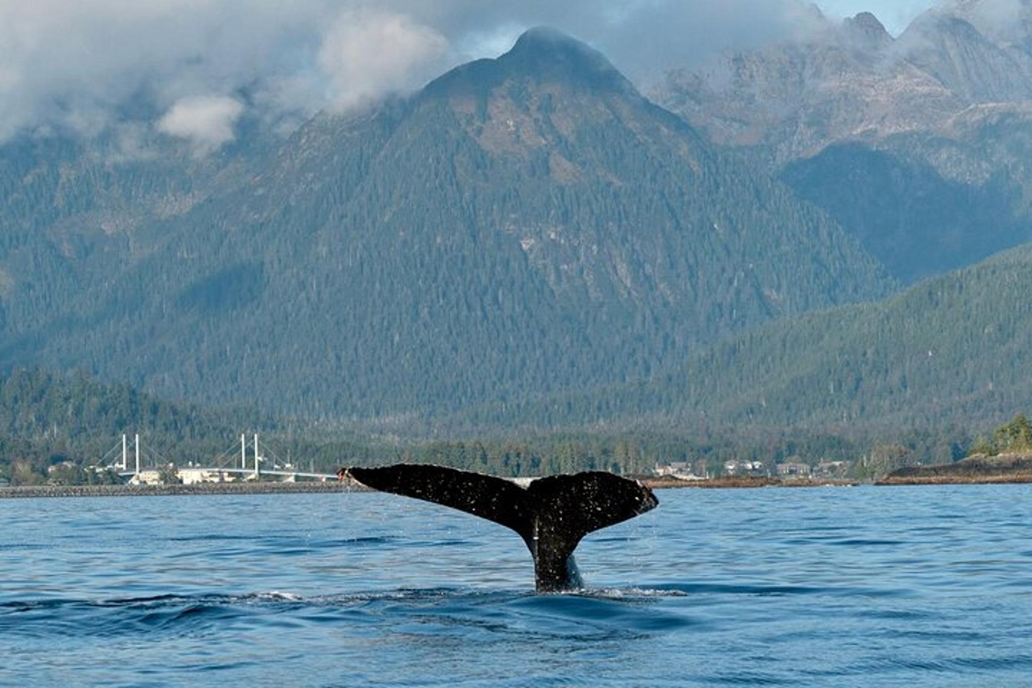 Sitka Sound Sunset Cruise Private Charter 2 hr - Image 5