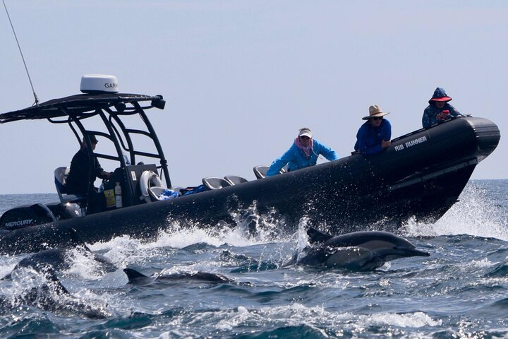 Oceanside Dolphin & Whale Watching Tour 2 hr - Image 3