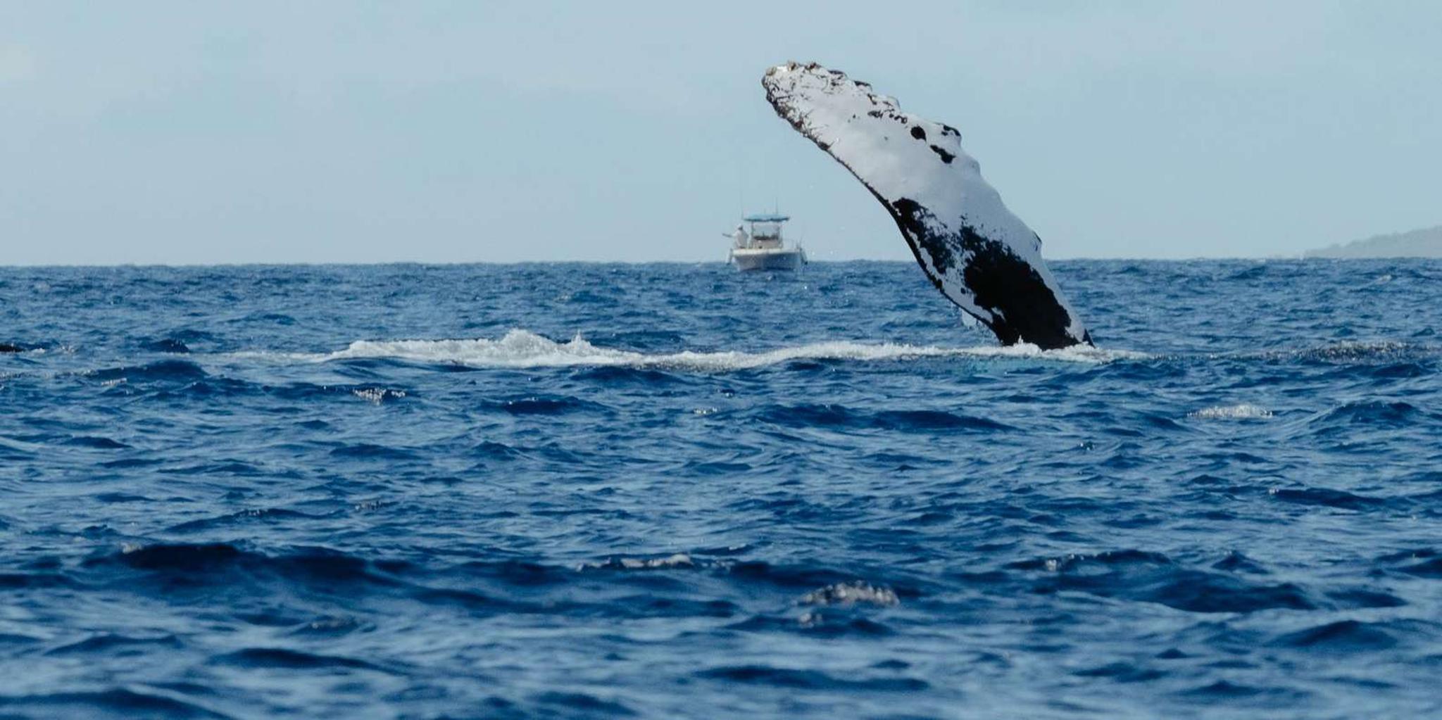 Kawaihae Whale Watching Tour - Image 4