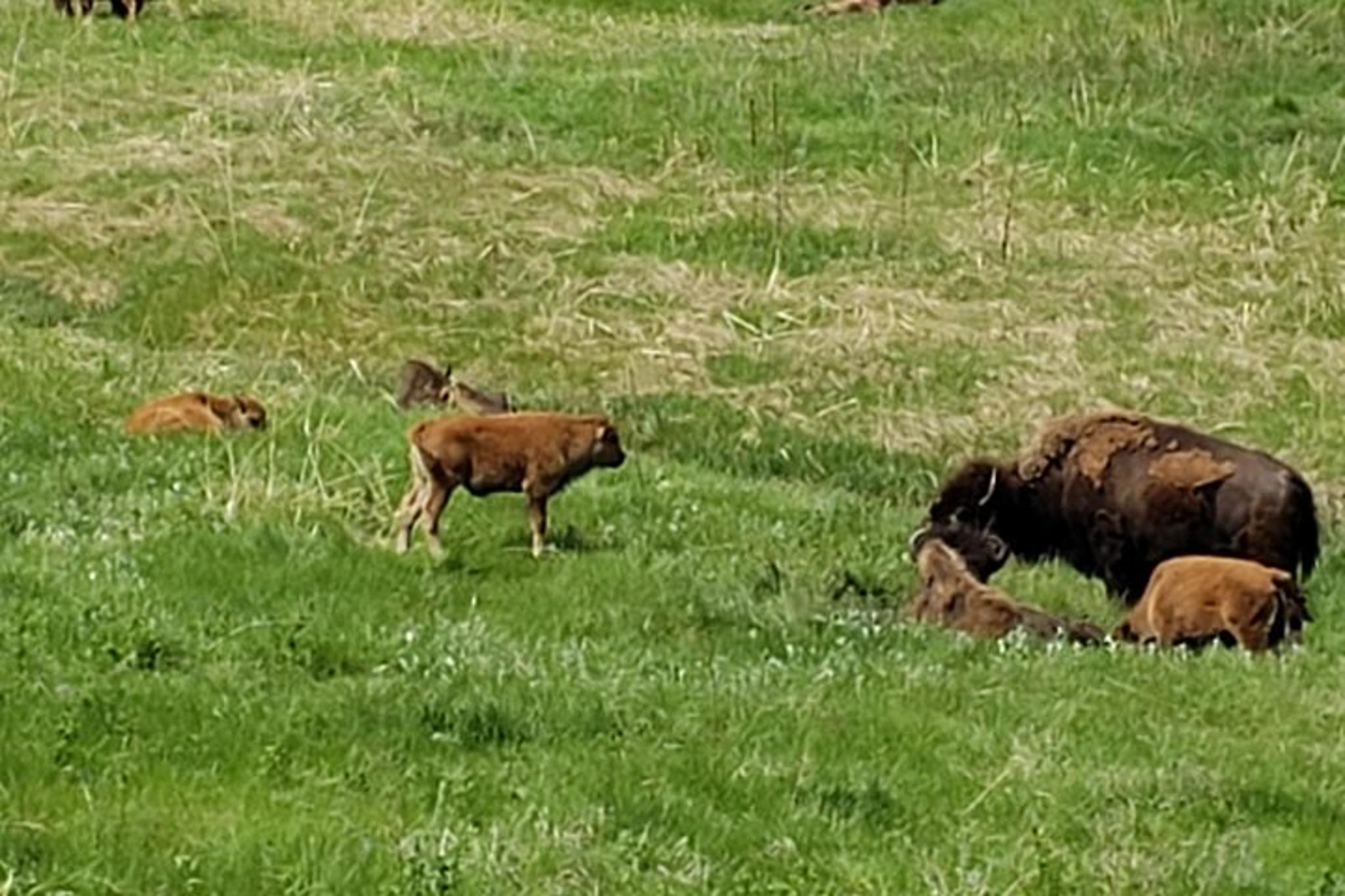 Mount Rushmore, Crazy Horse, and Custer State Park Private Tour - Image 5