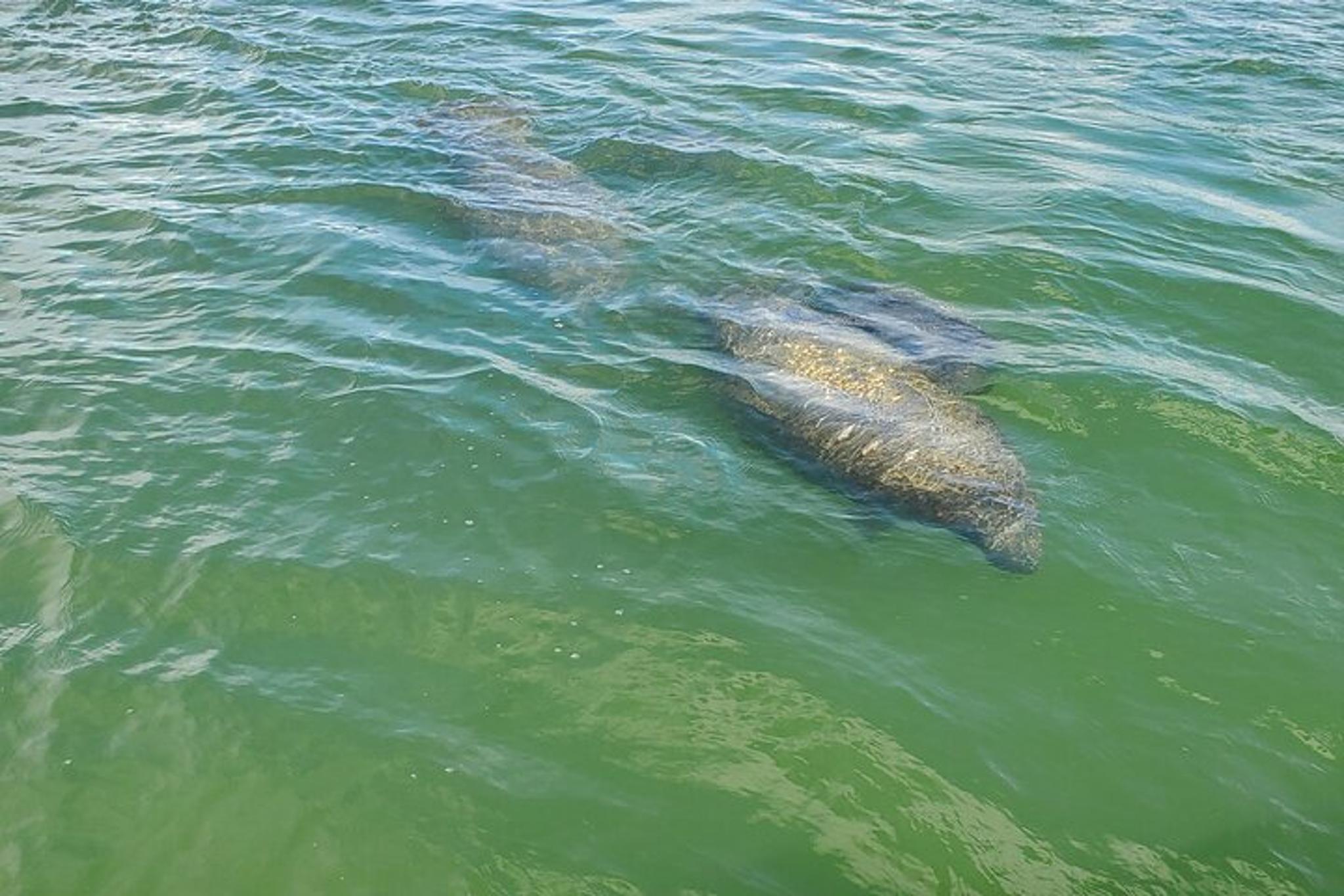 Fort Myers Beach Dolphin & Sightseeing Tour - Image 6