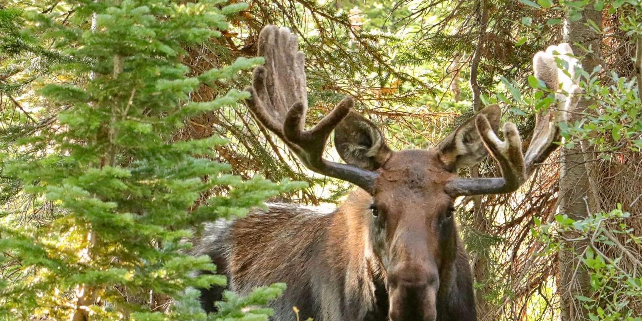 Estes Park Rocky Mountain National Park Photo Tour 3.5 hr