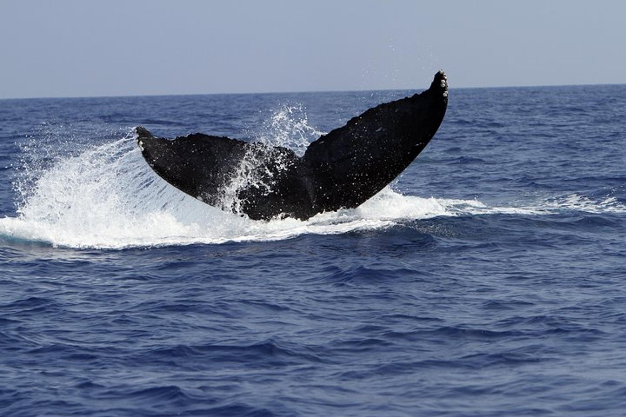 Kailua-Kona Whale Watching Raft Adventure