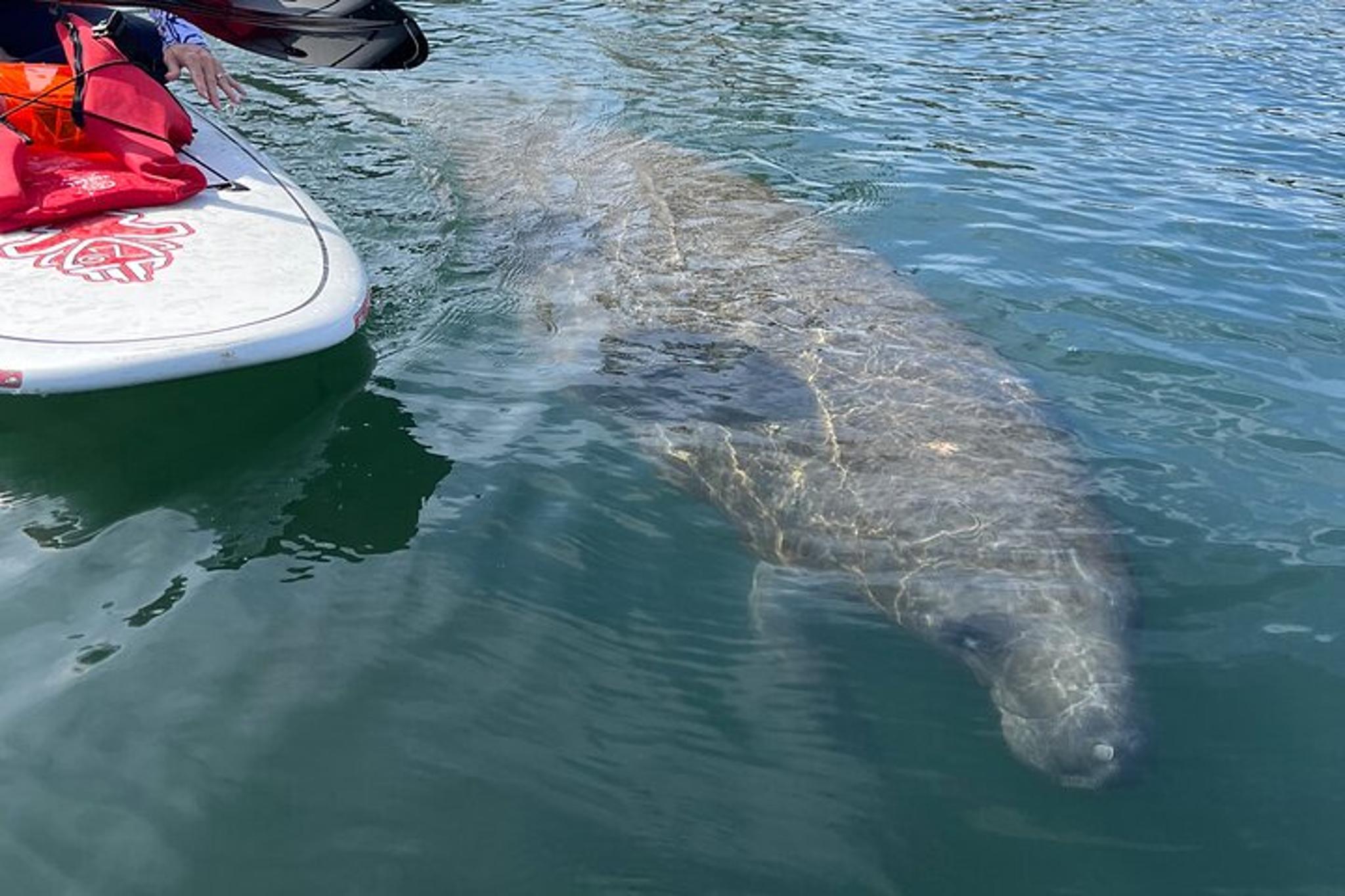Crystal River Paddle Board Rental with Manatees 4 hr - Image 3