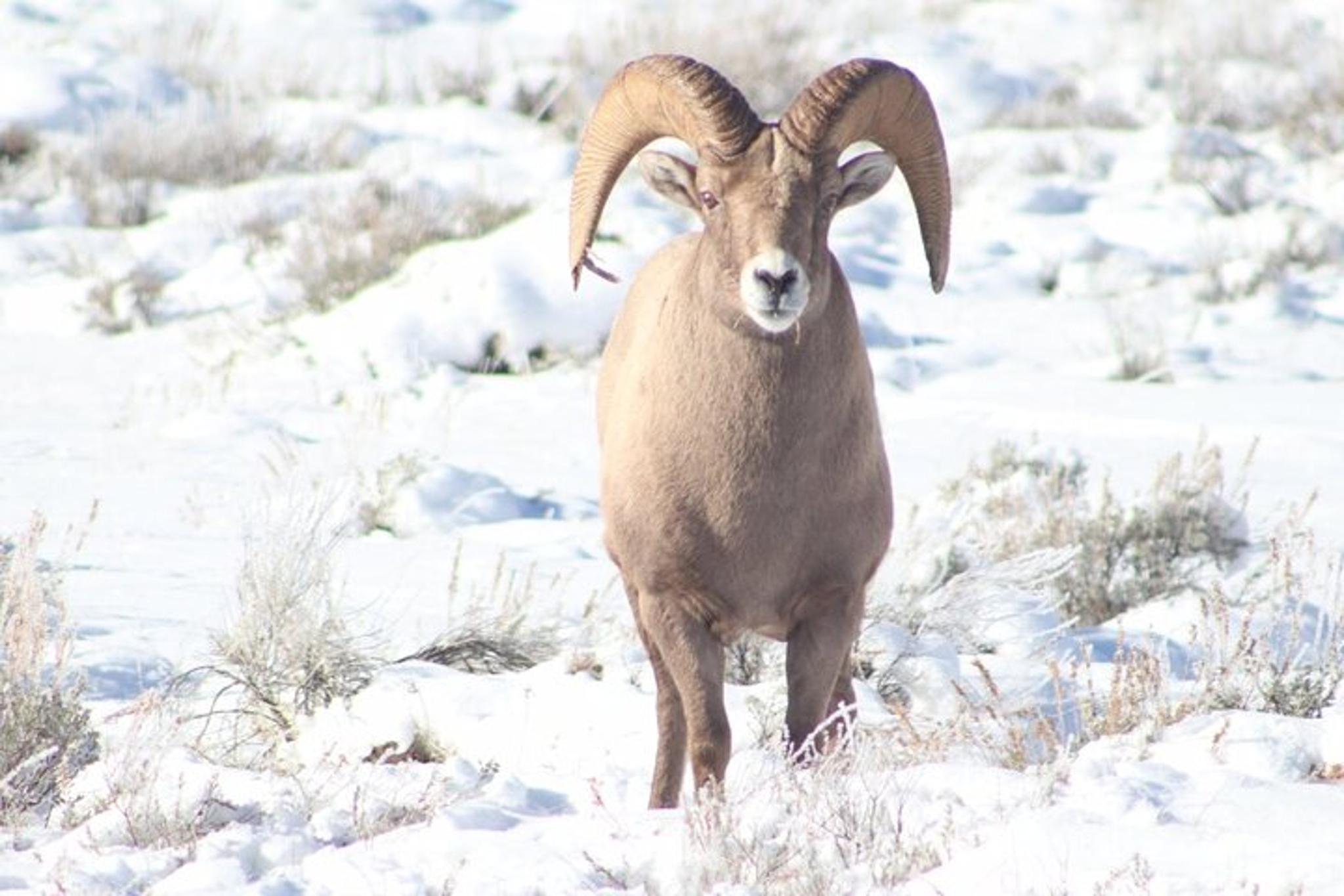 Jackson Hole Winter Wildlife Tour