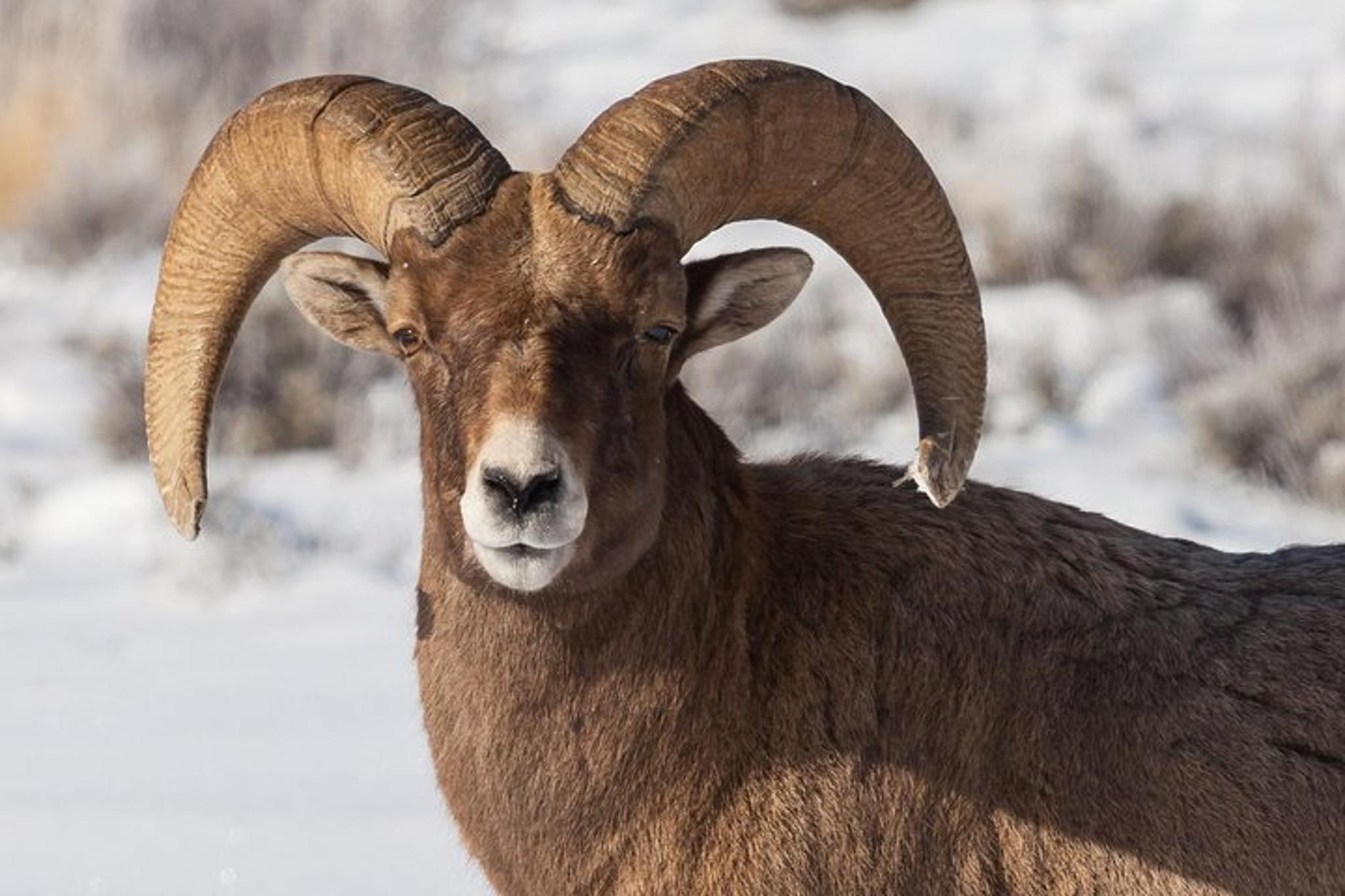 Jackson Hole Wildlife Safari Tour - Image 5