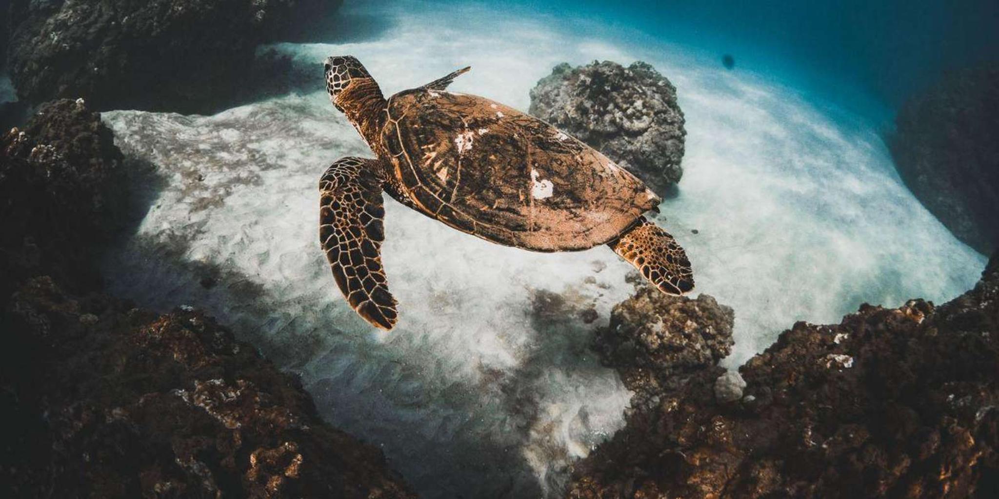 Maui Molokini Snorkel Tour with Breakfast & Lunch - Image 5