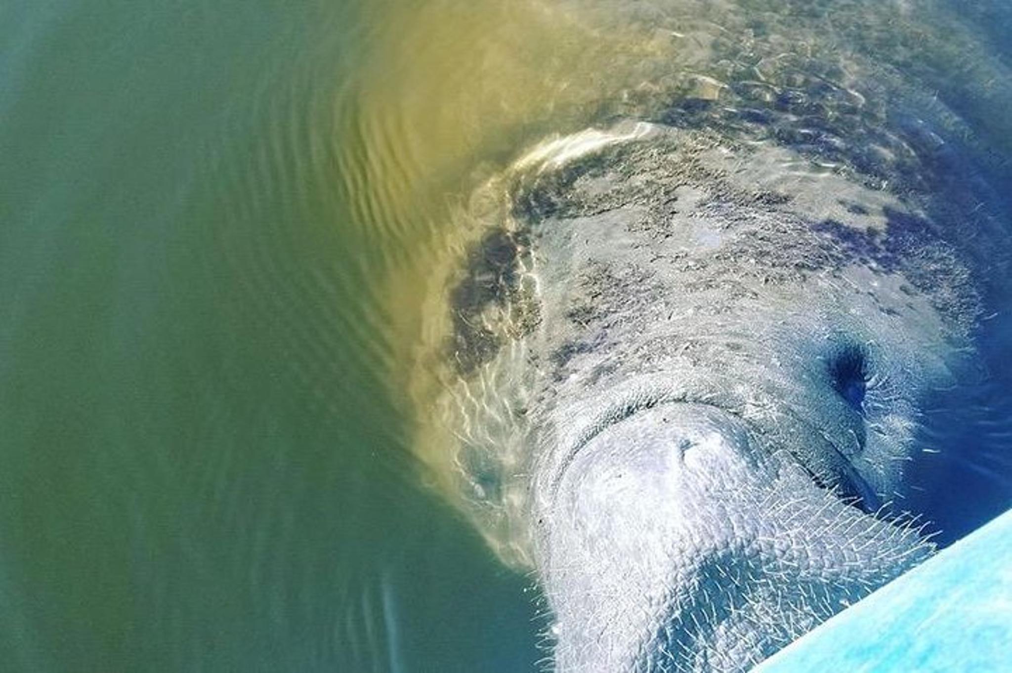 Cocoa Beach Manatee and Dolphin Kayak Tour - Image 6