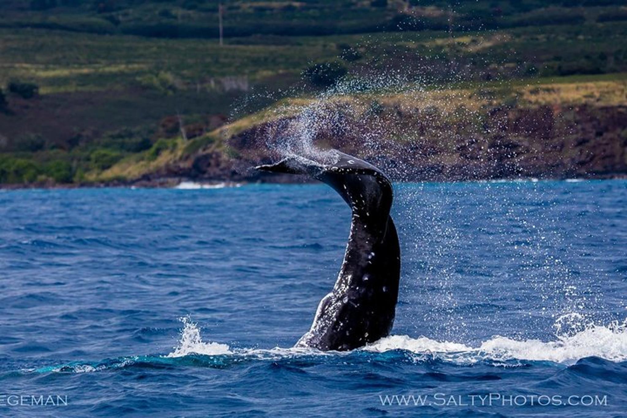 Kauai Whale and Dolphin Zodiac Boat Adventure - Image 6