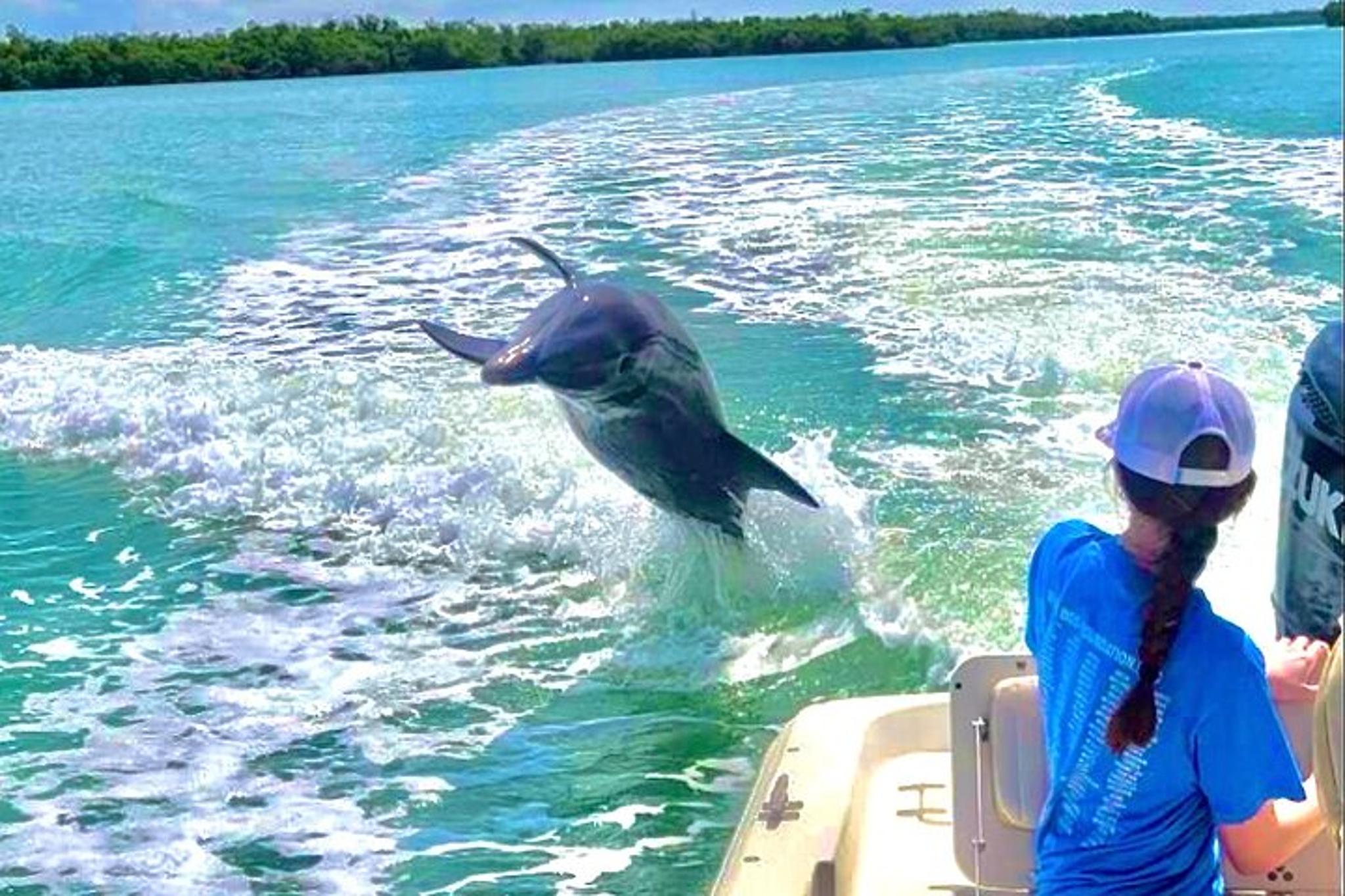 Marco Island Shelling and Dolphin Excursion - Image 5