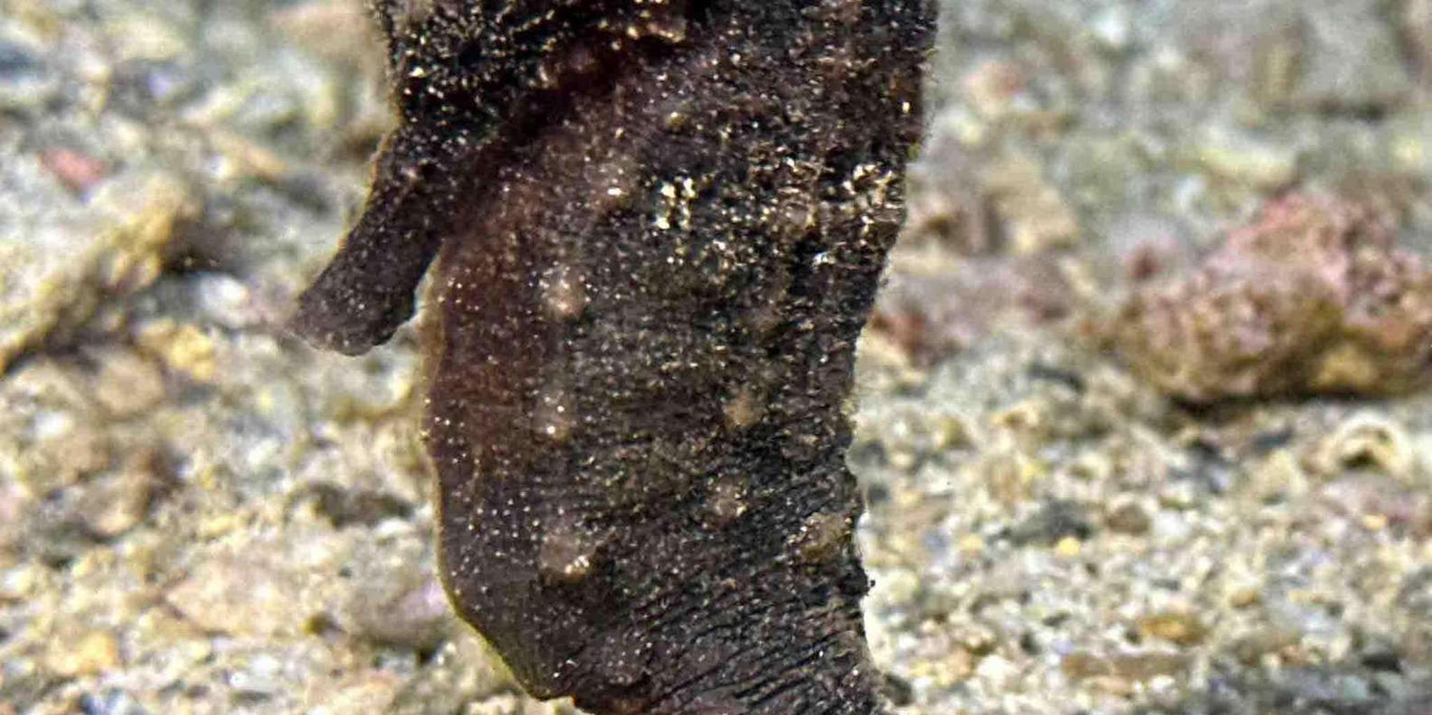 Kauai Shore Diving at Koloa Landing - Image 5