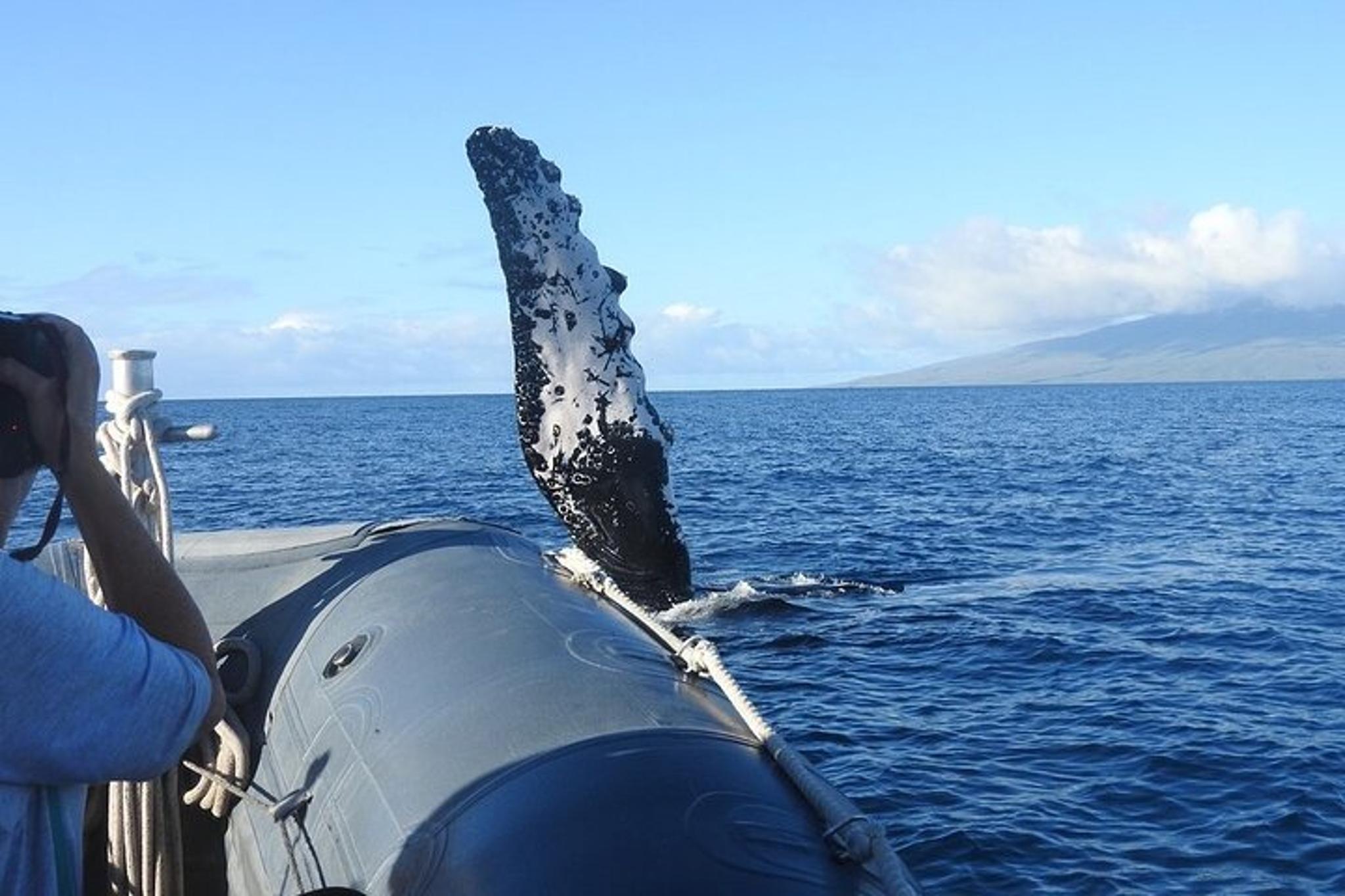 Lahaina Eco-Raft Whale and Dolphin Watching Tour - Image 5