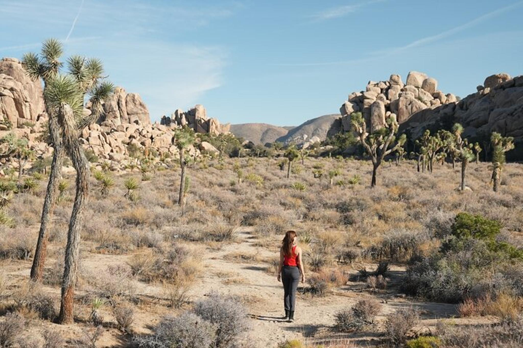 Los Angeles Joshua Tree National Park Private Tour