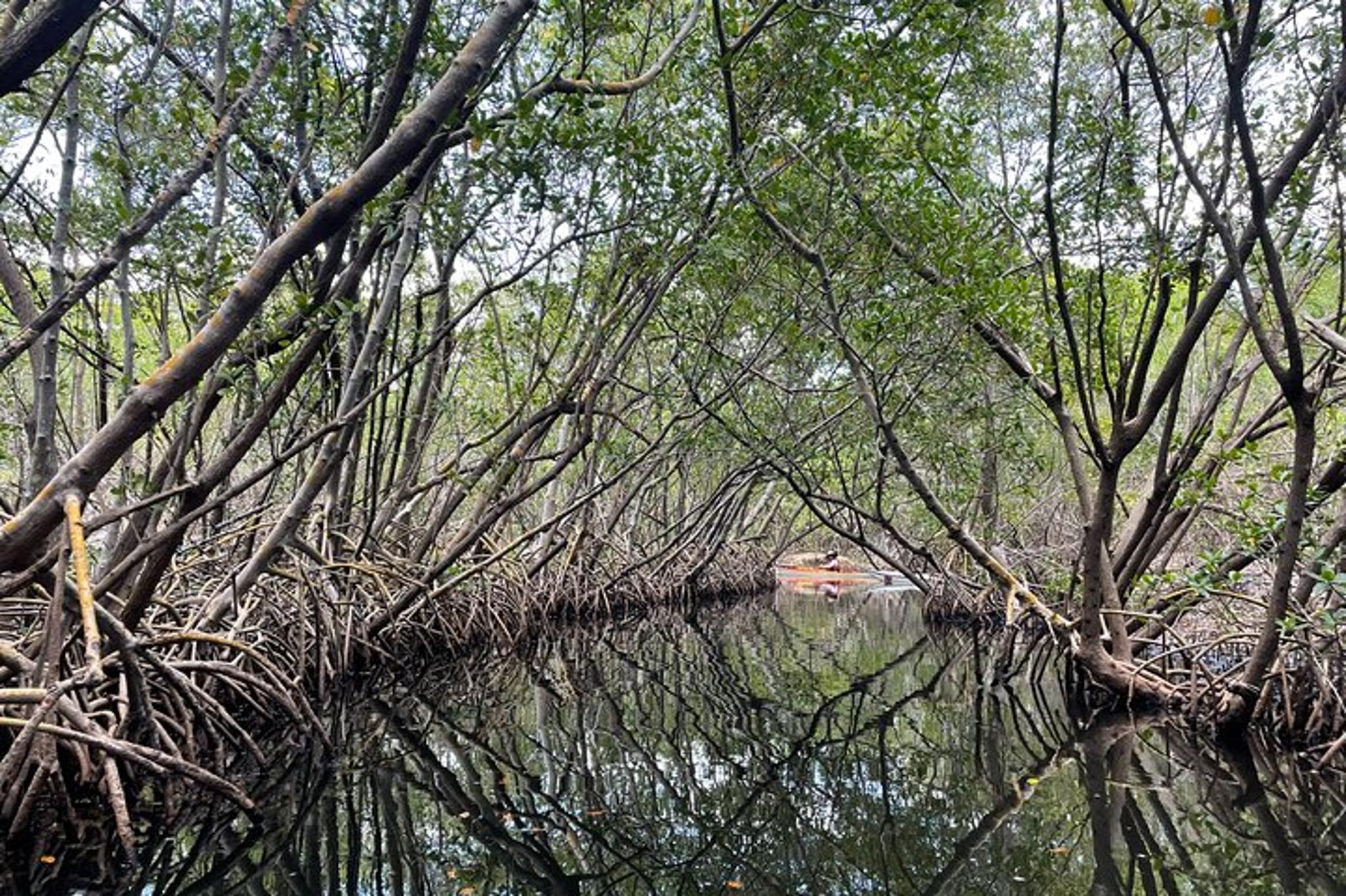 Tierra Verde Kayak Adventure at Shell Key Preserve - Image 2