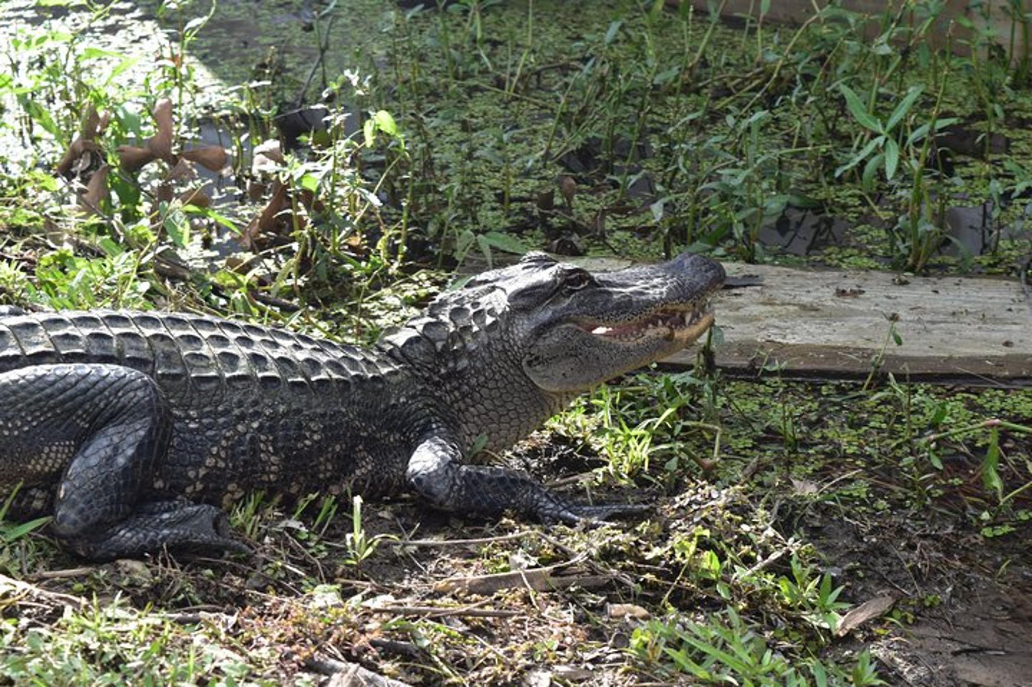 New Orleans Swamp and Bayou Tour 90 Min - Image 1
