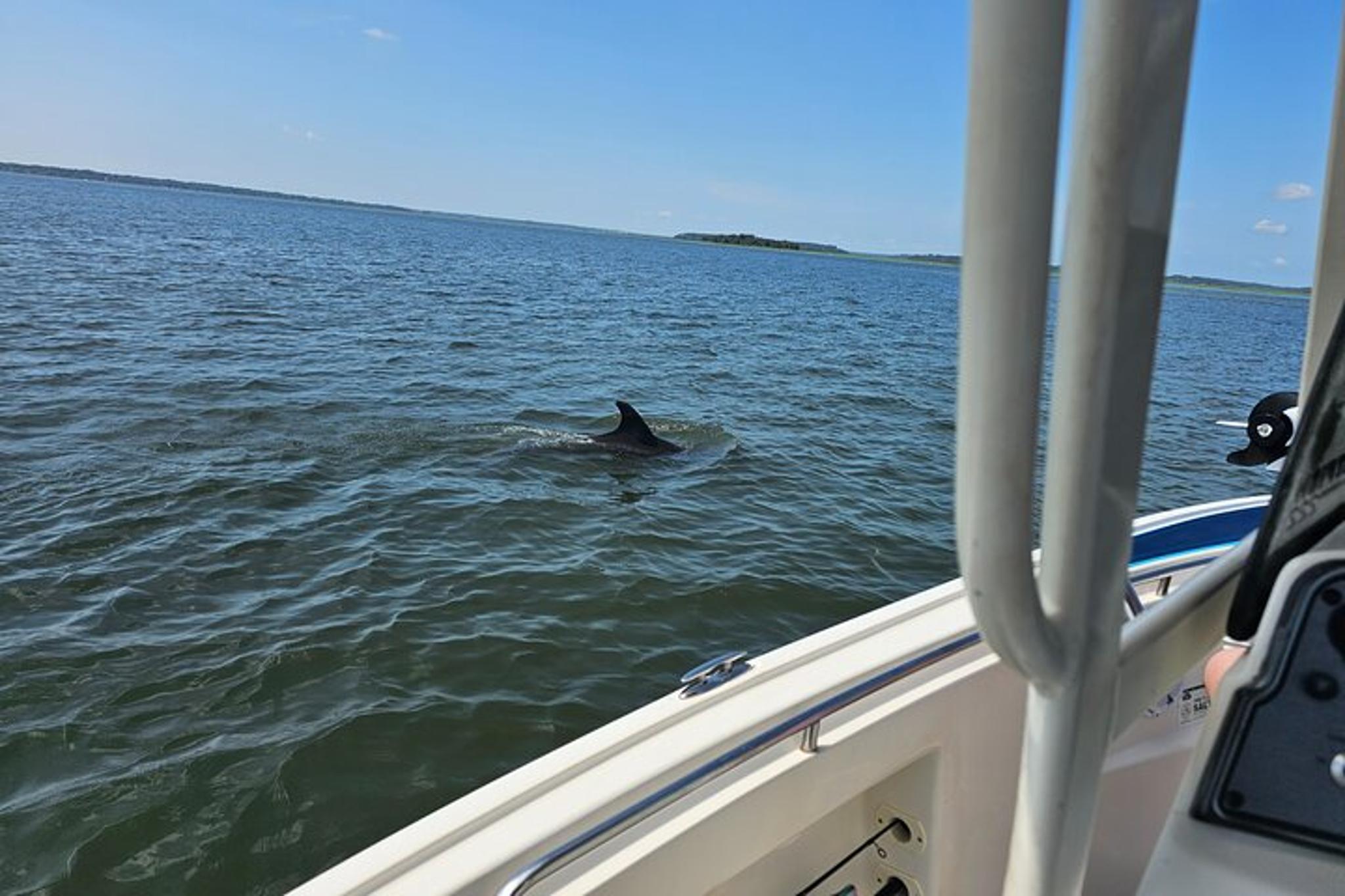 Hilton Head Dolphin and Nature Tour 1 hr - Image 3