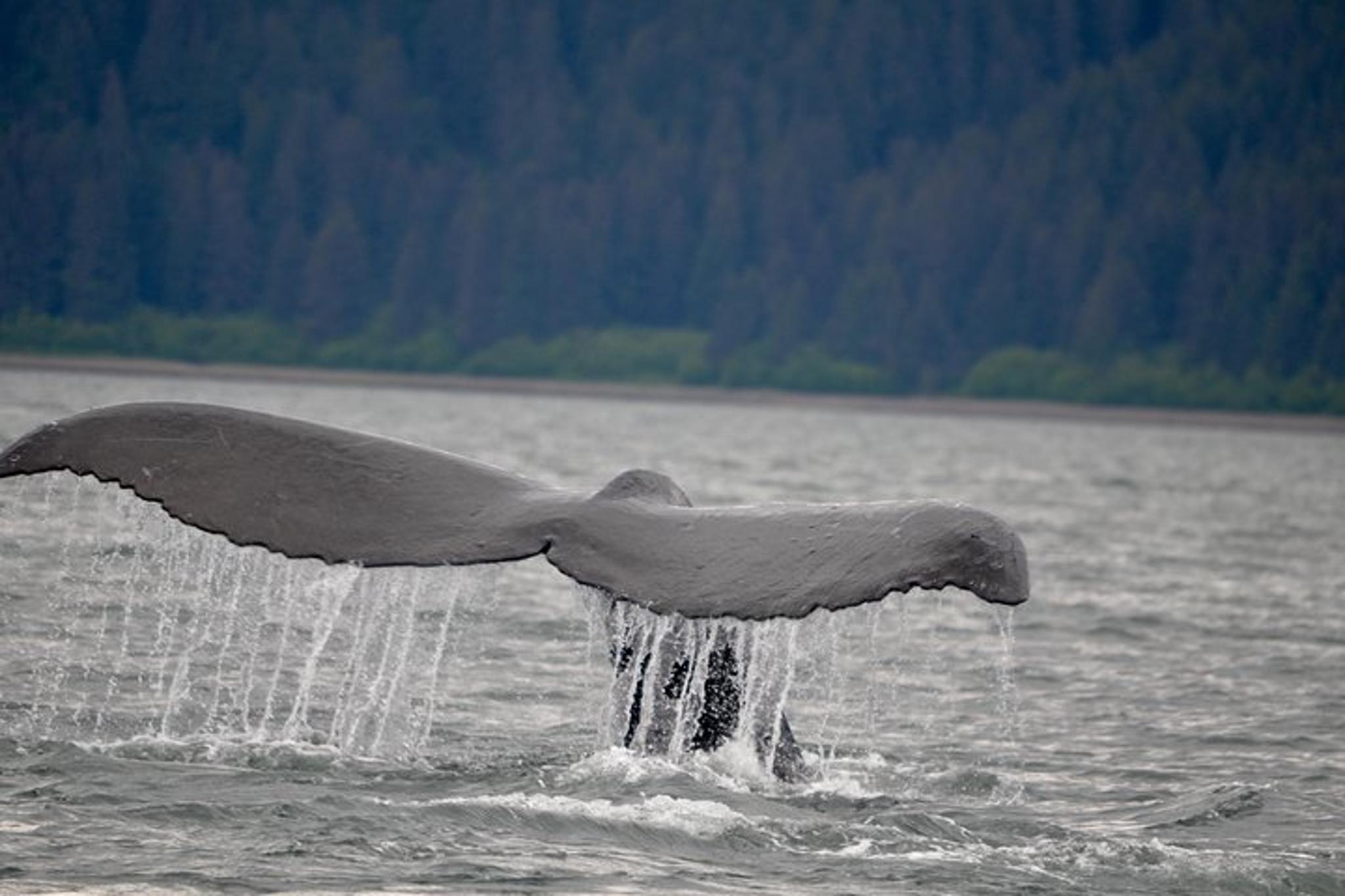 Juneau Catamaran Whale Watching Tour