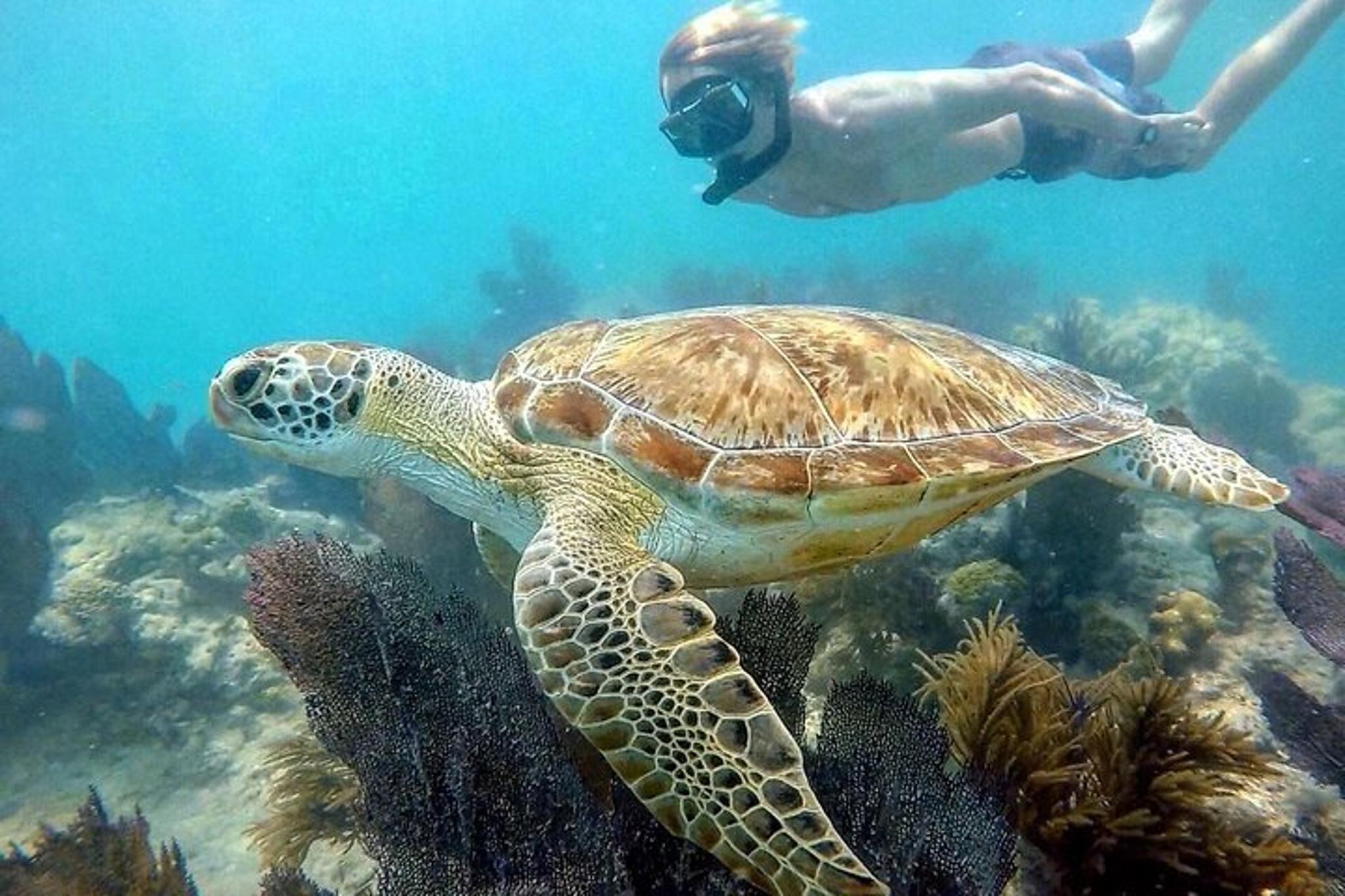 Key West Dolphin Watching and Snorkeling Tour - Image 6