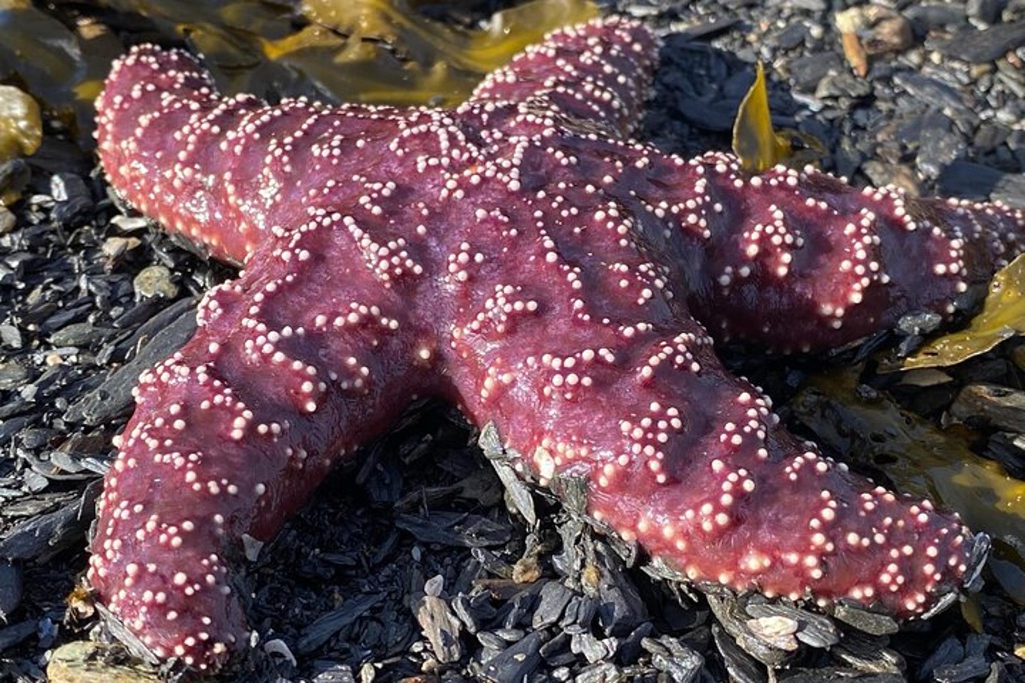 Ketchikan Whale Watching and Wilderness Dining 2 hr - Image 6