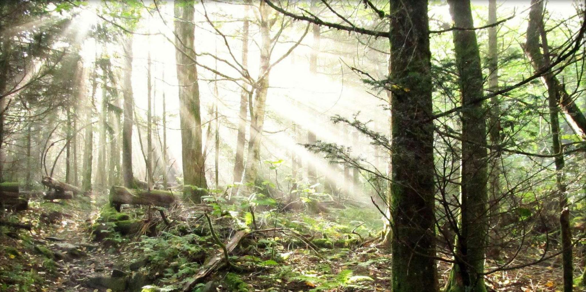 Gatlinburg Smoky Mountain Scenic Tour and Hike - Image 4