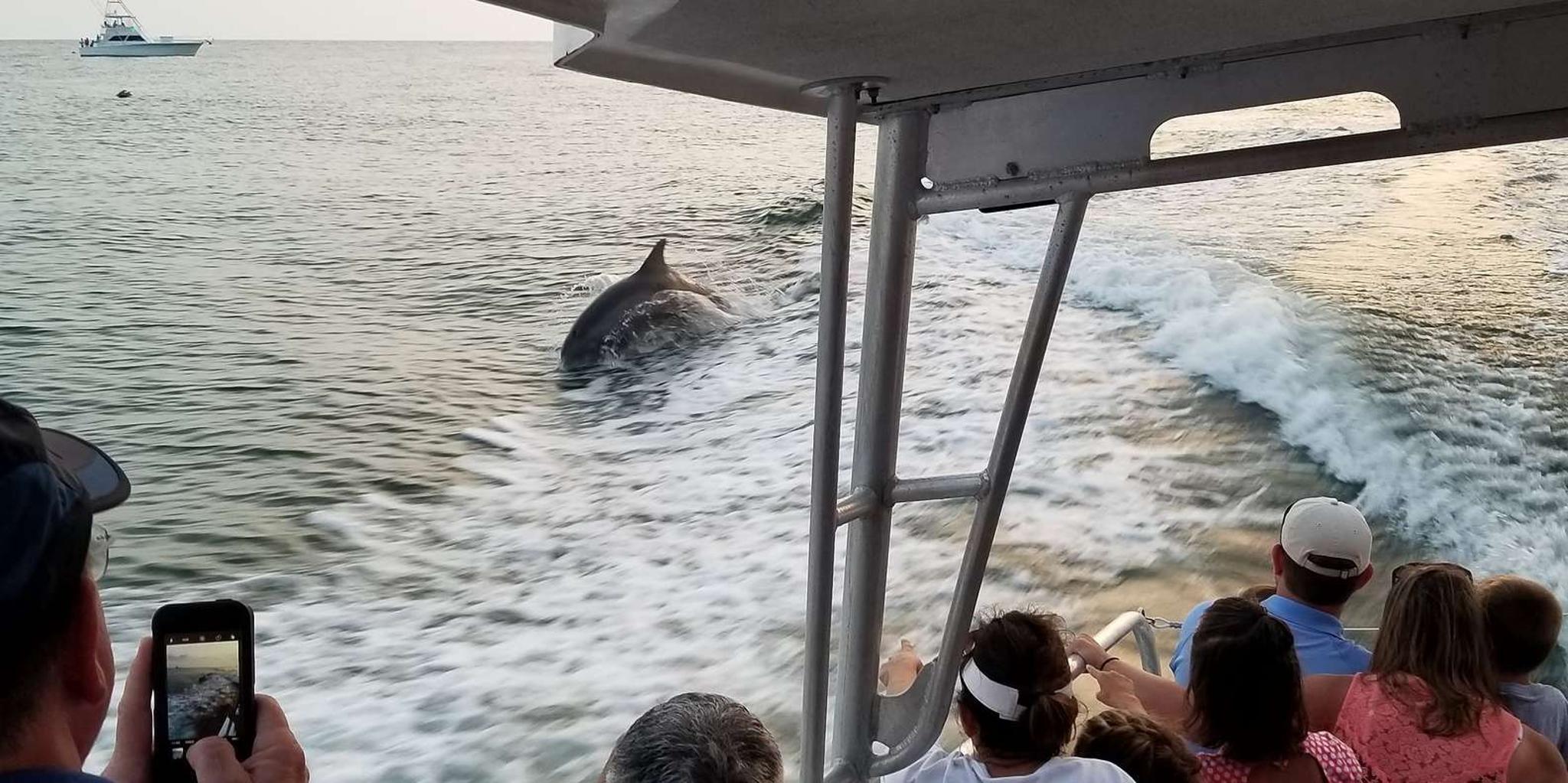 Destin Dolphin Watching Cruise - Image 5