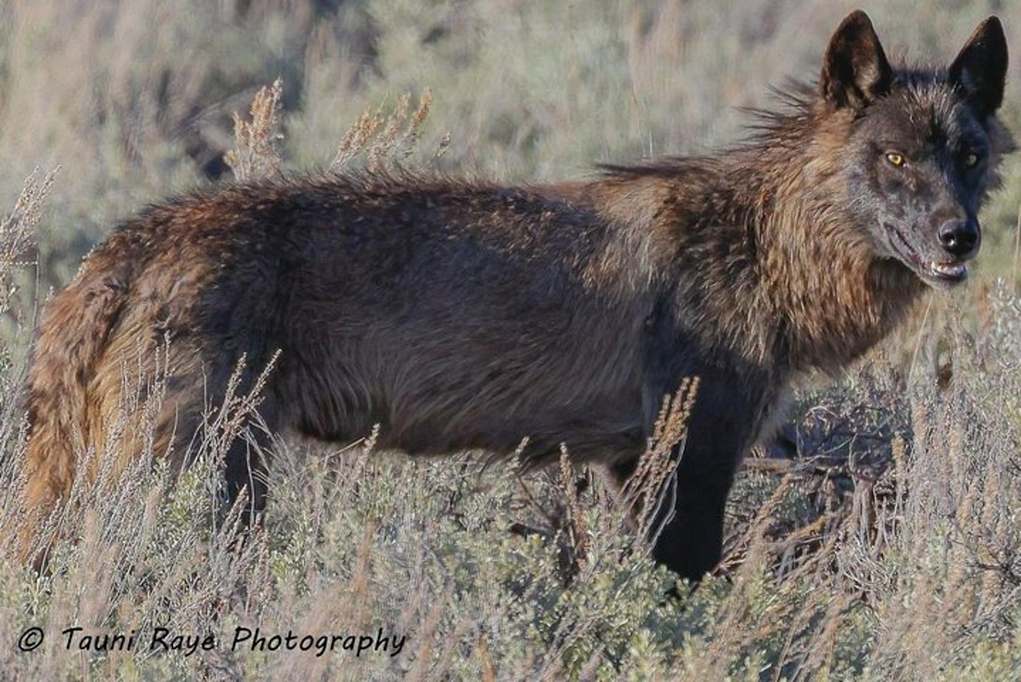 Yellowstone Upper Loop Wildlife Adventure - Image 5