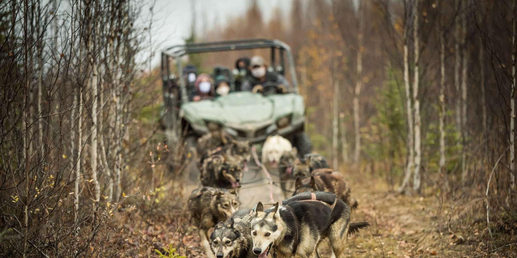 Fairbanks Dog Mushing UTV Adventure - Image 6