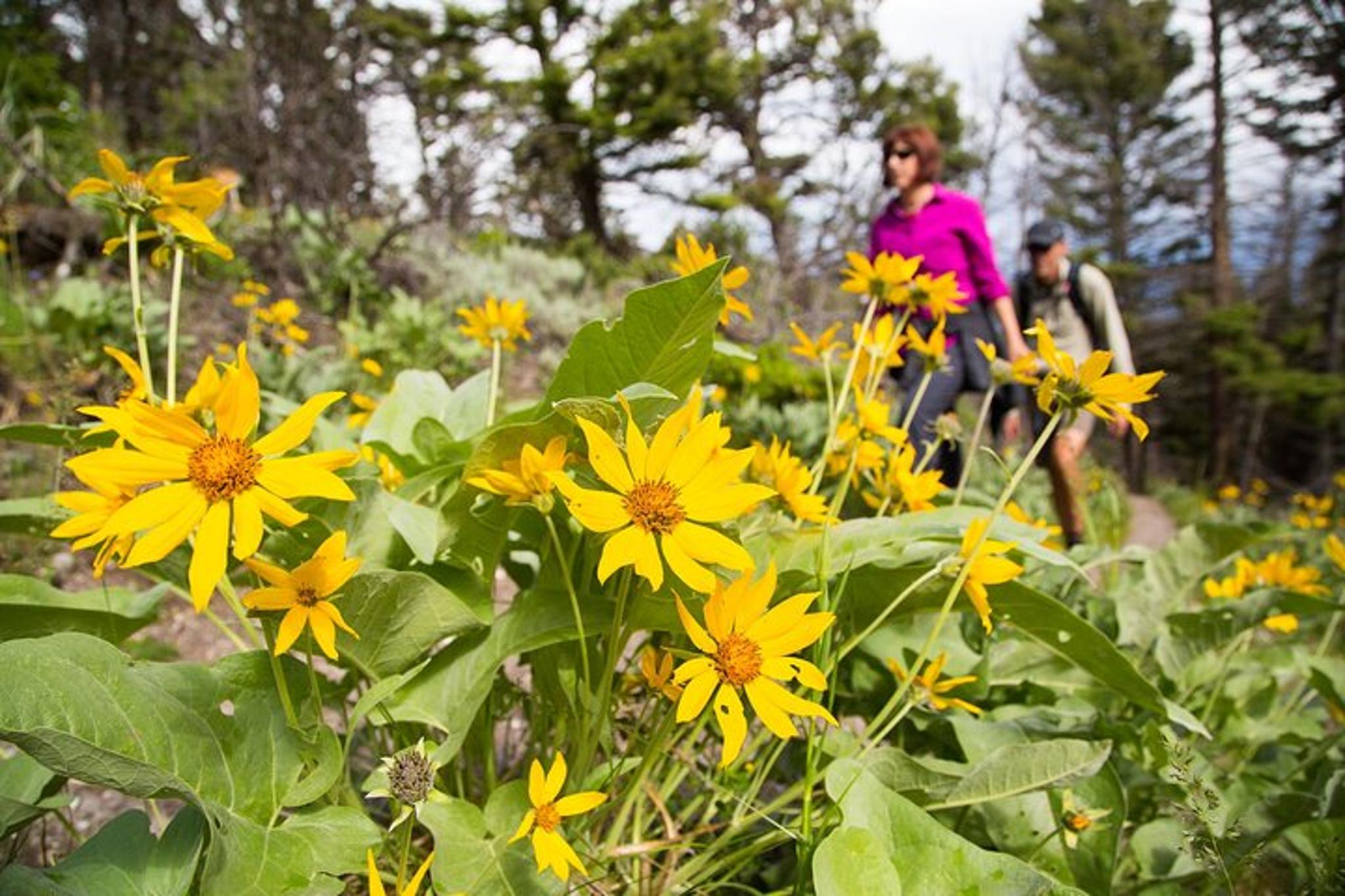 Yellowstone Beaver Ponds Naturalist Hike - Image 3