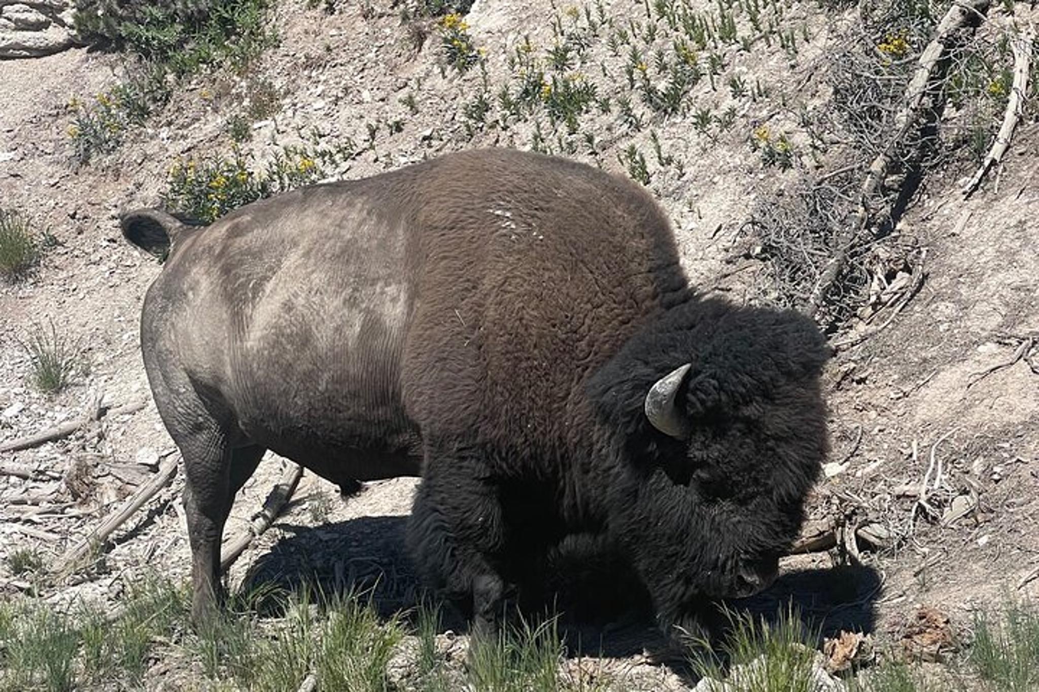 Yellowstone Bus Tour - Image 4