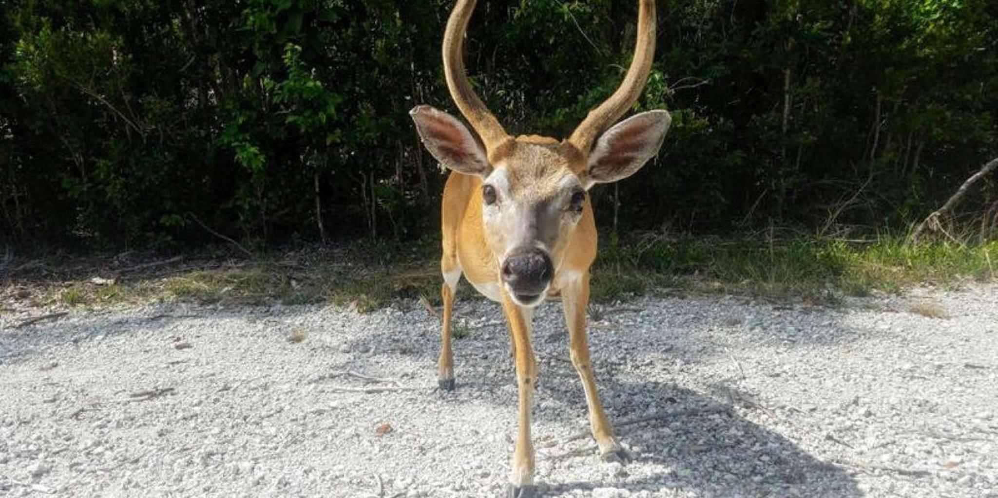 Florida Keys Nature Tour - Image 2
