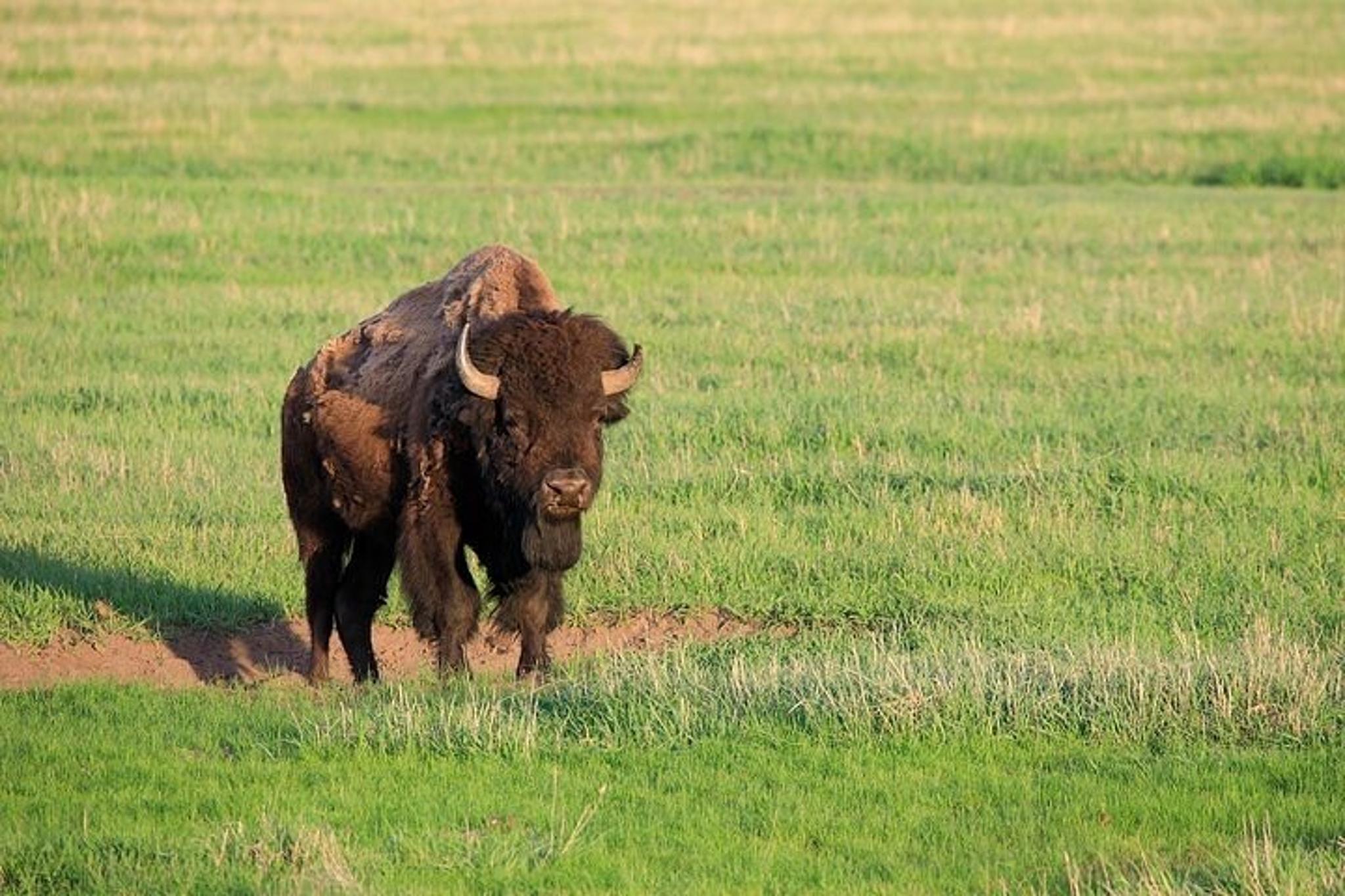 West Yellowstone National Park Private Tour - Image 5