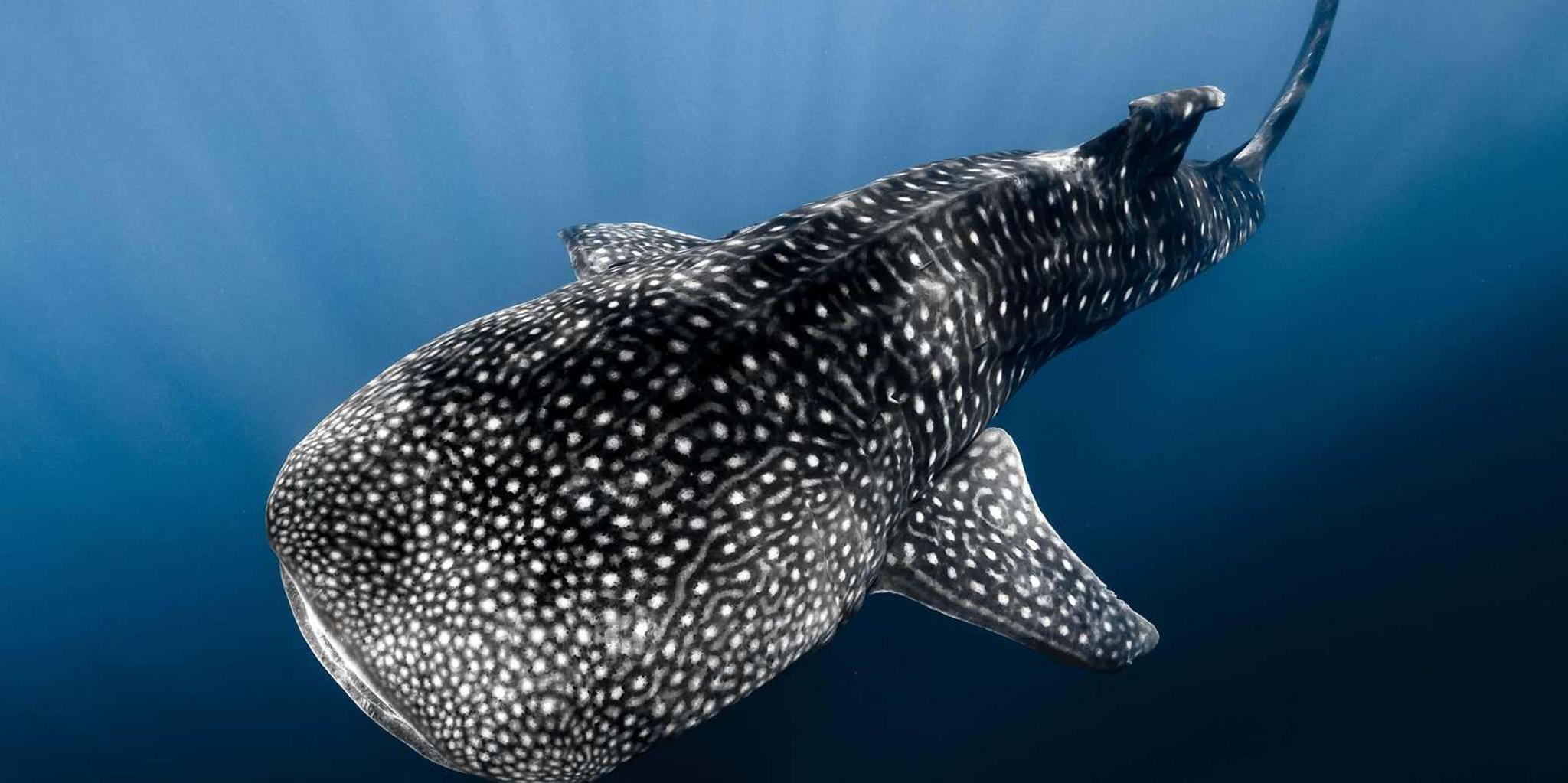 Kona Ocean Safari with Underwater Videos 4 hr - Image 1