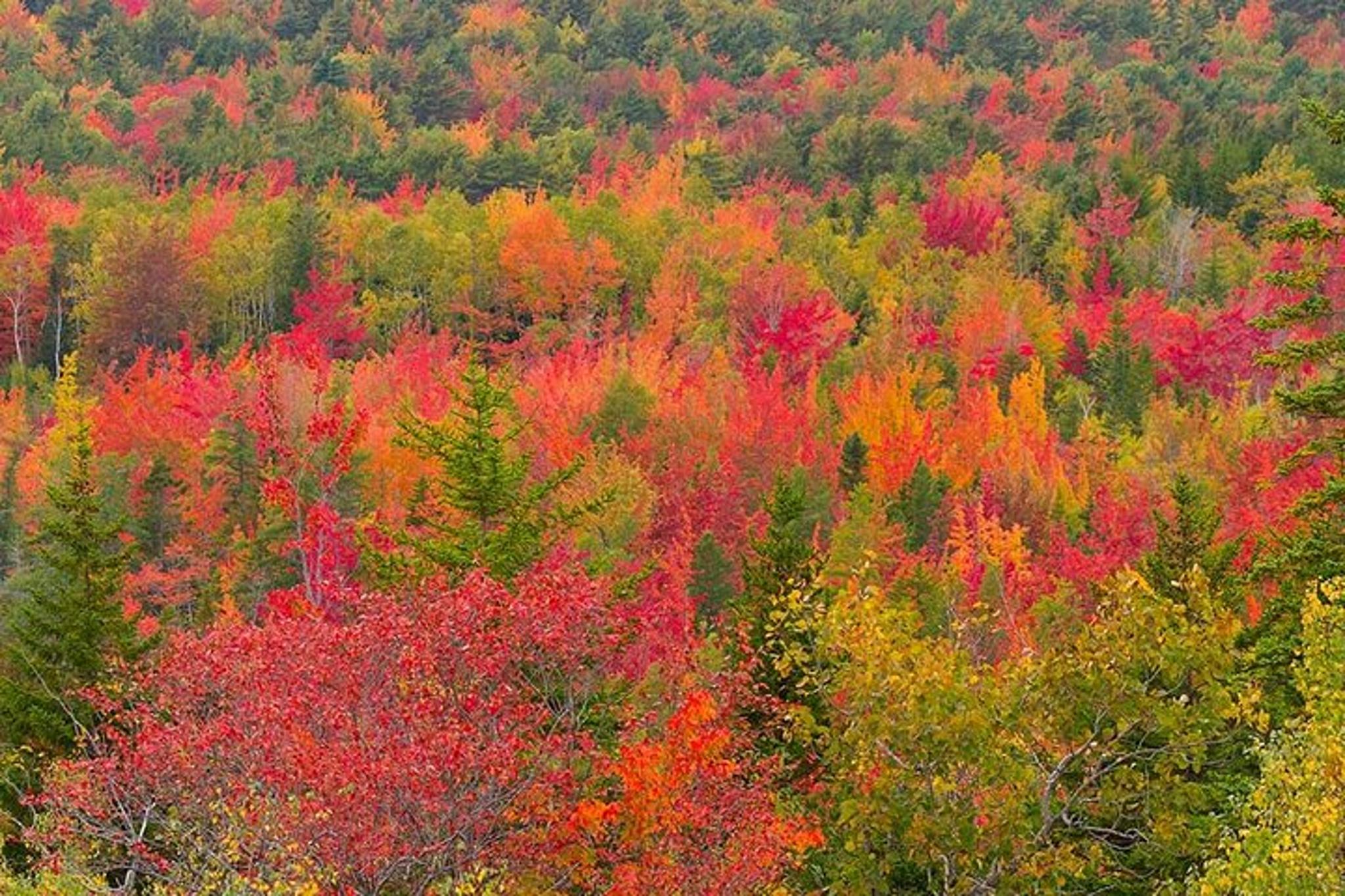 Bar Harbor Acadia Tour with Somes Sound & Villages 3 hr - Image 5