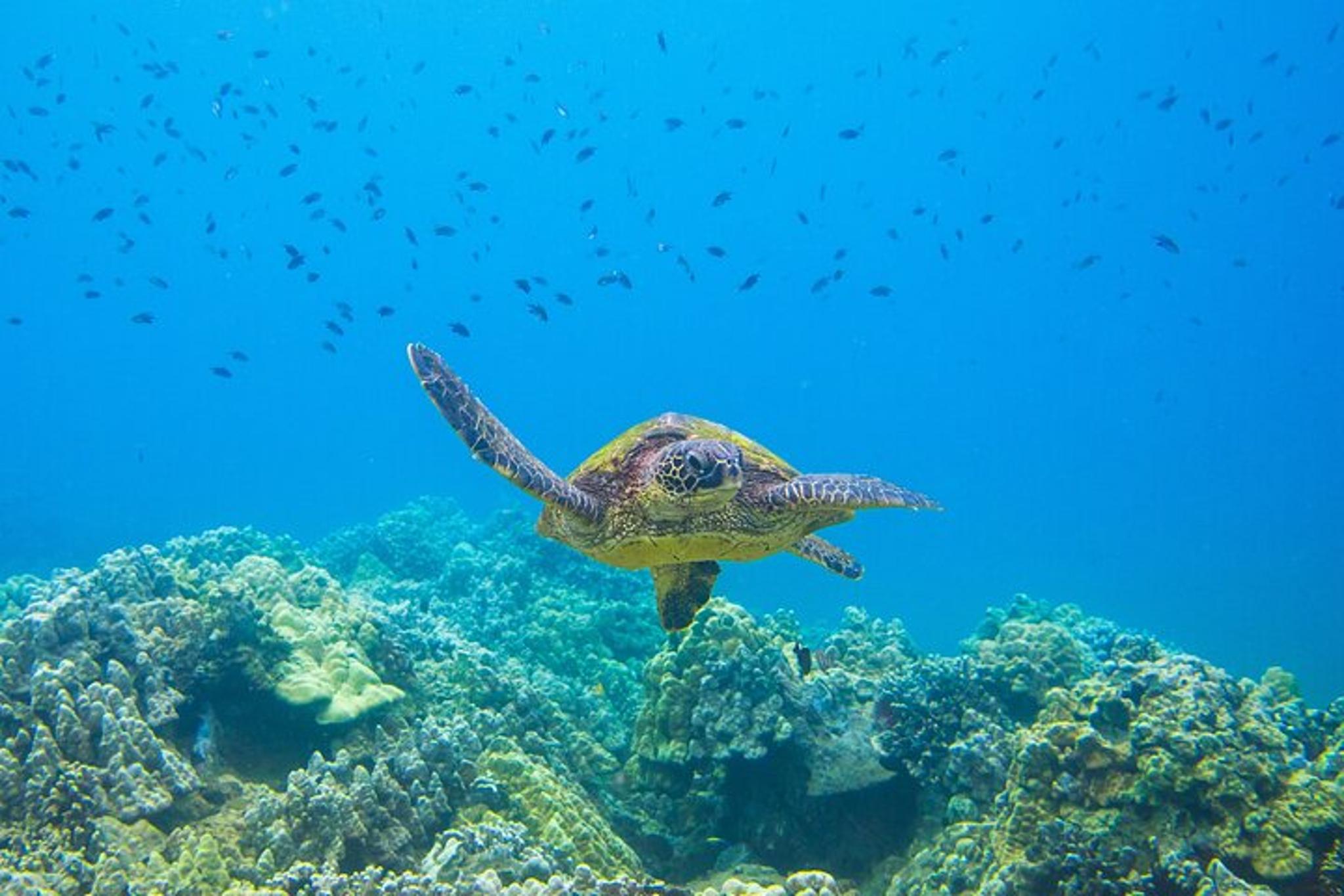 Maui Molokini and Turtle Town Snorkel 3 hr - Image 5