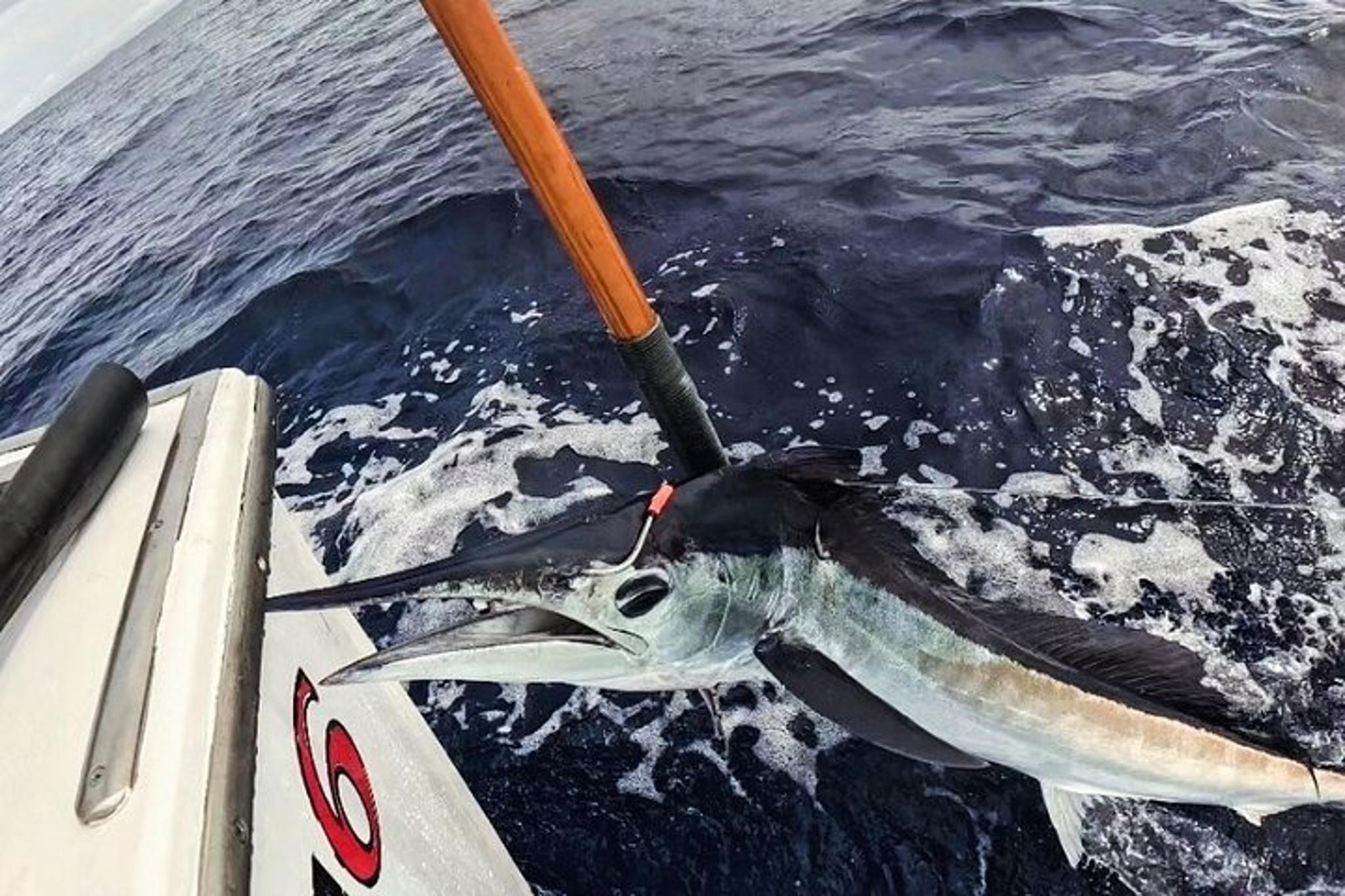Kona Deep Sea Fishing Escapade - Image 6