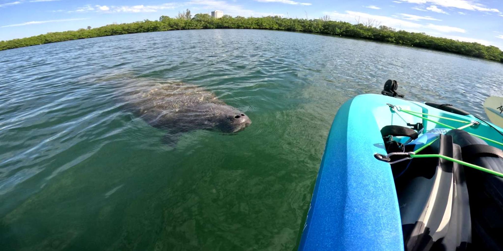 Anna Maria Pedal Kayak Eco-Tour - Image 2