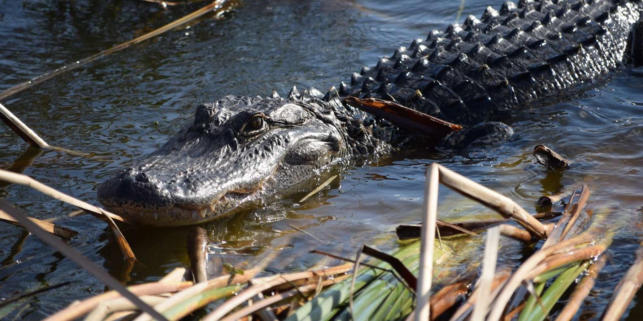 Fort Lauderdale Everglades Safari with Airboat and Cruise - Image 3