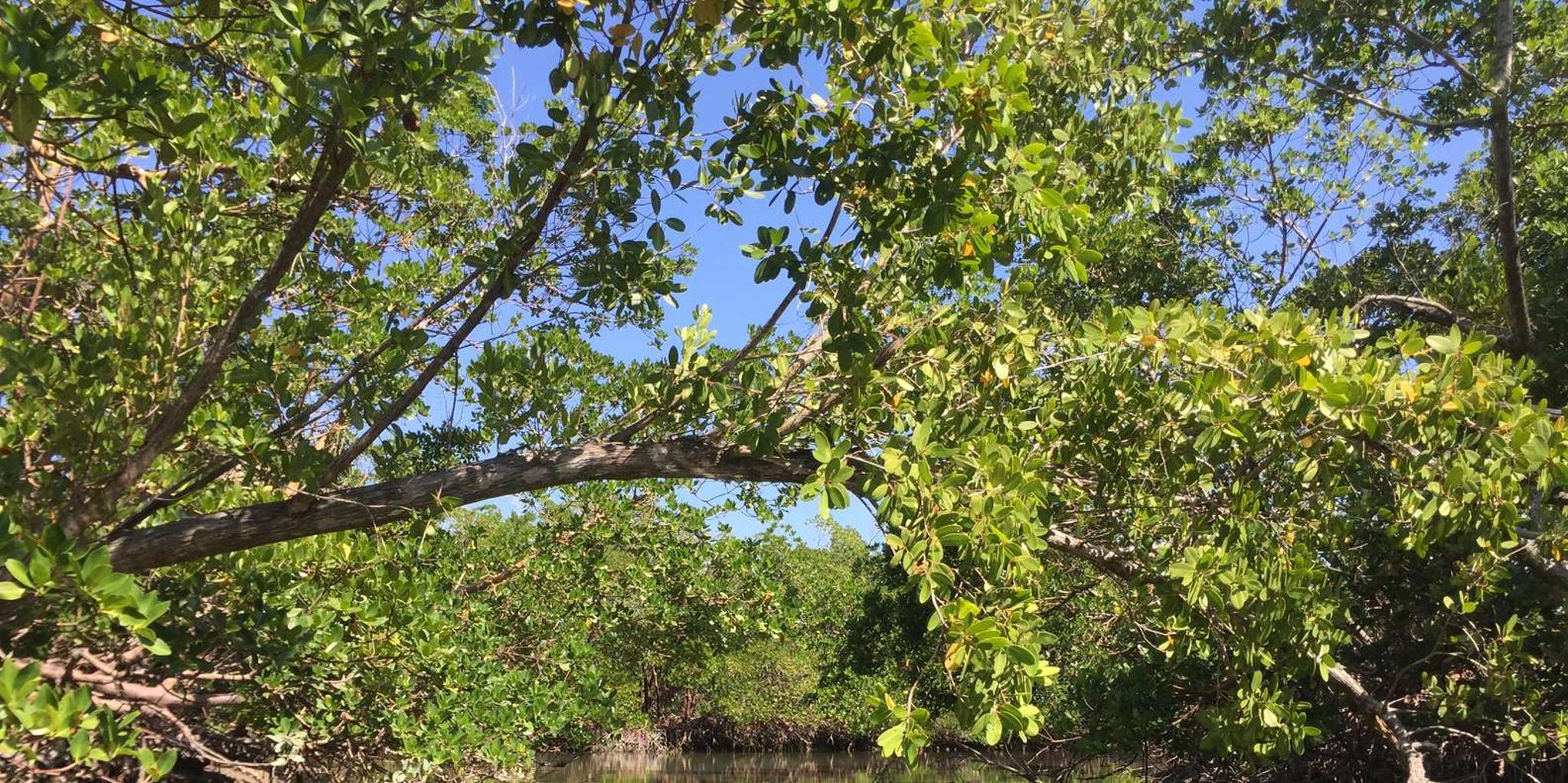 Marco Island Mangrove Kayak Tour 2hr - Image 5