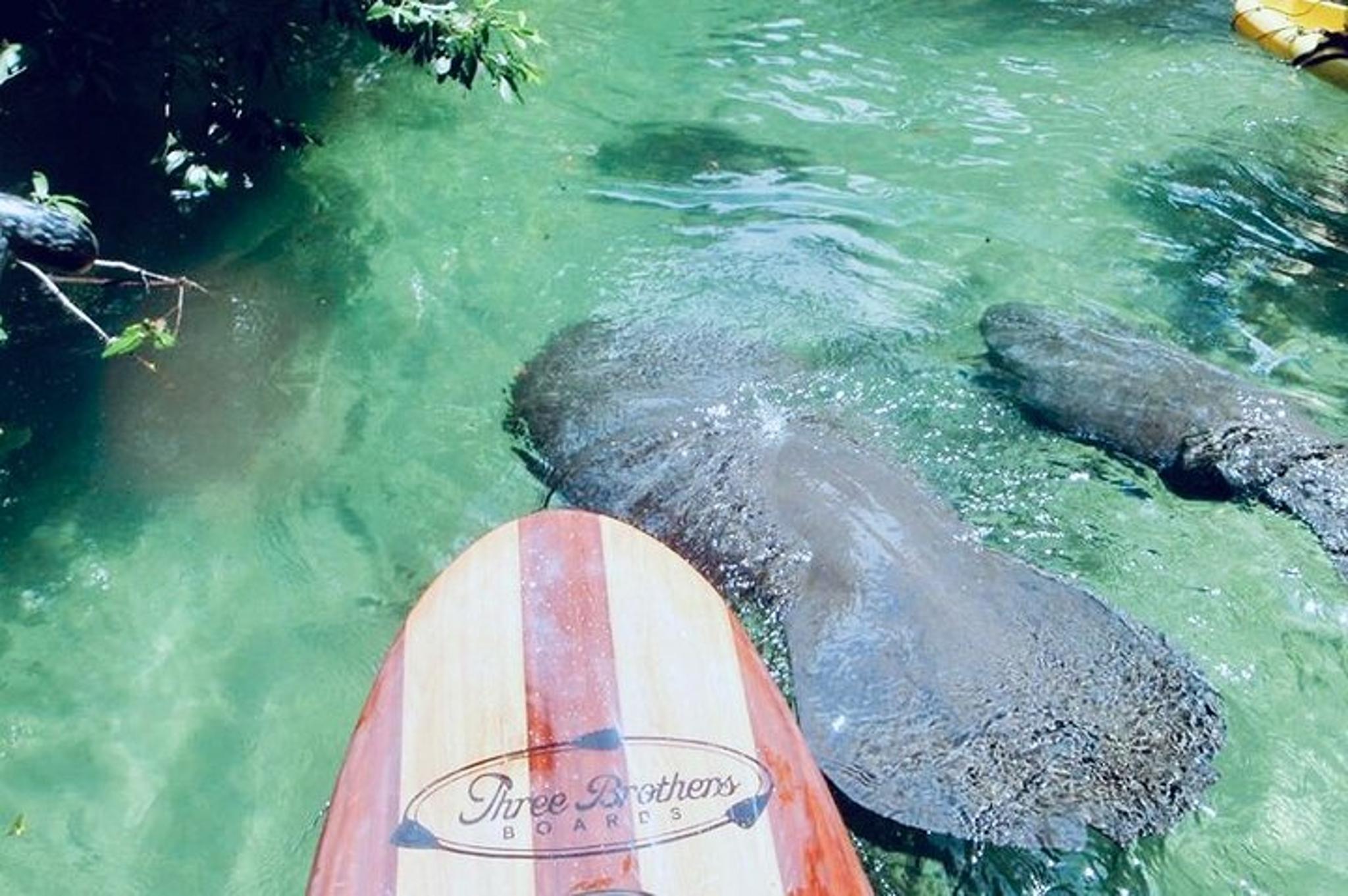 Orlando Manatee and Natural Spring Adventure - Image 3