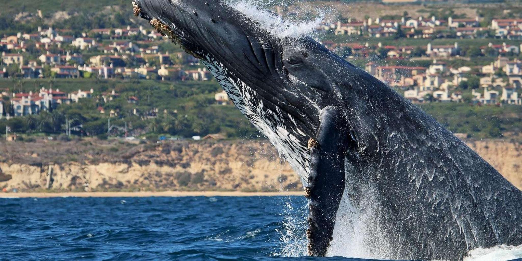 Newport Beach Whale and Dolphin Watching Tour