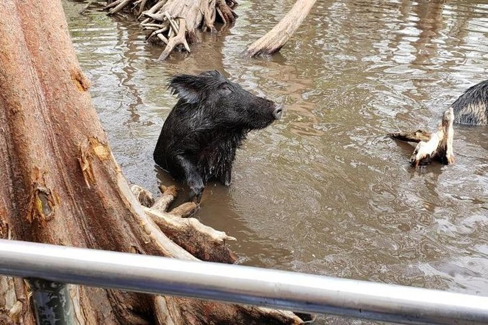 Slidell Honey Island Swamp Private Tour 2 hr - Image 3