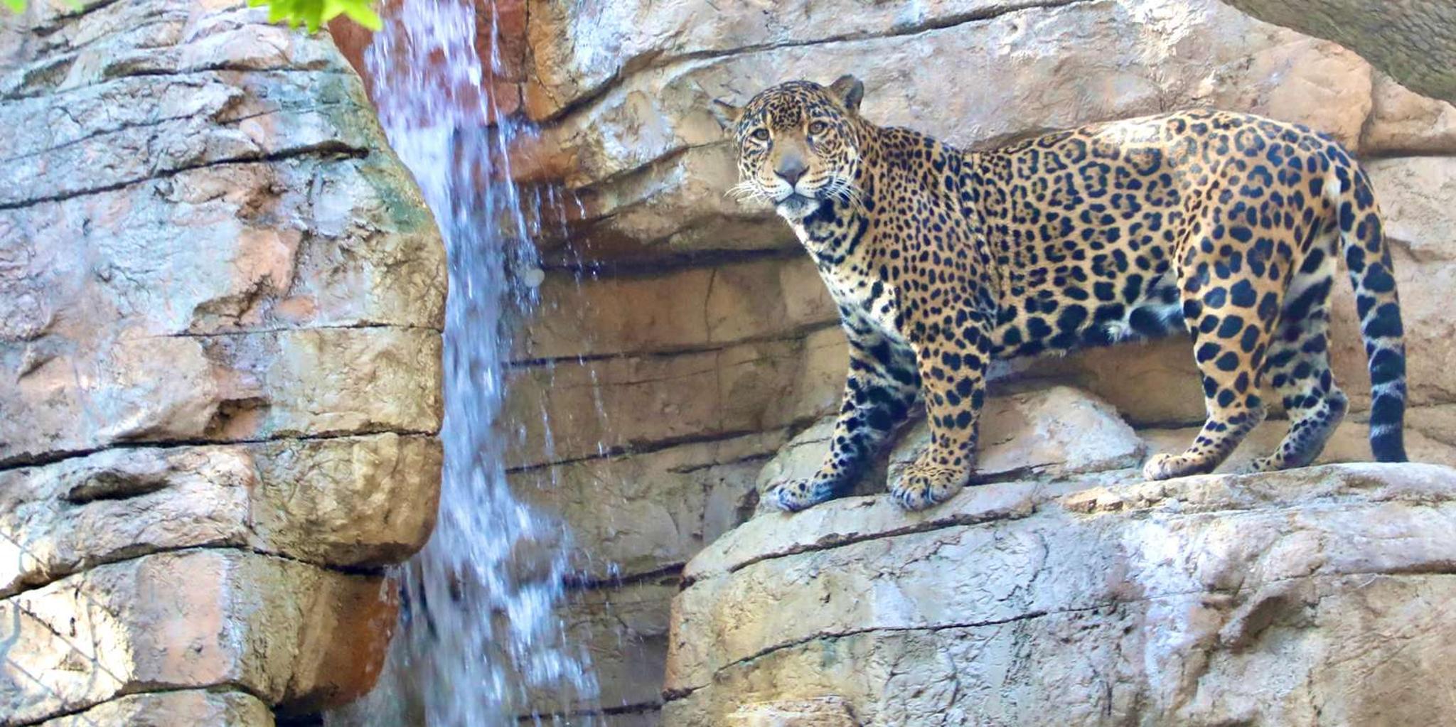 San Antonio Zoo Any Day Admission - Image 5