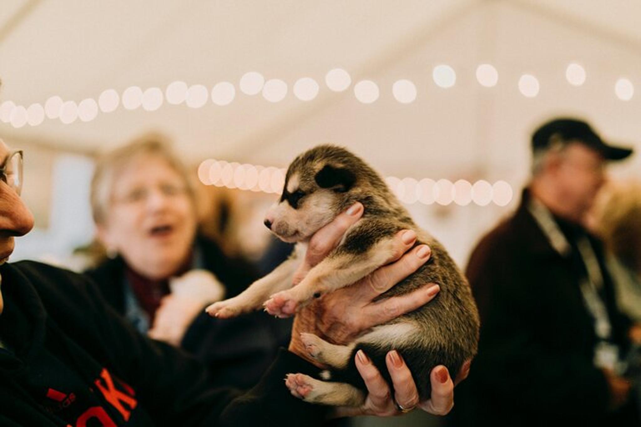 Fairbanks Beer and Puppies Experience 1.5 hr - Image 5
